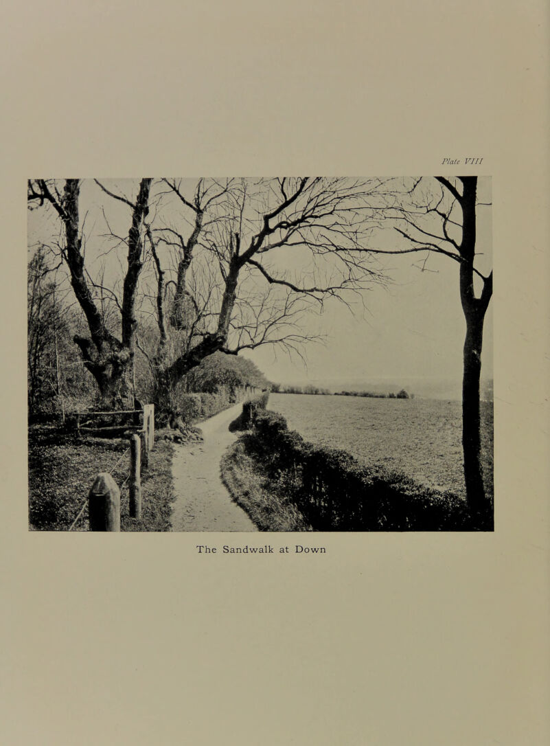 The Sandwalk at Down