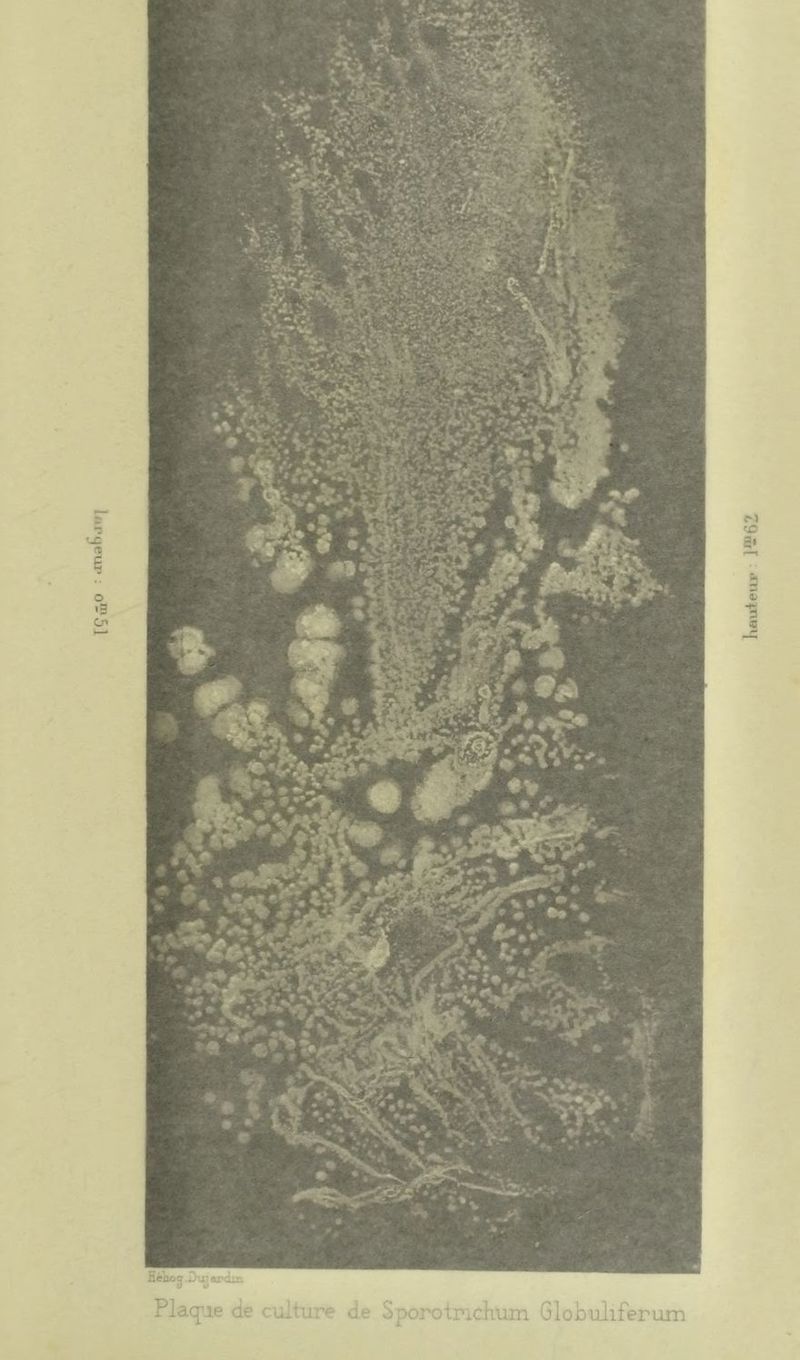 Hékoj .Dujardin Plaque de culture de Sporotnchum Globuliferum