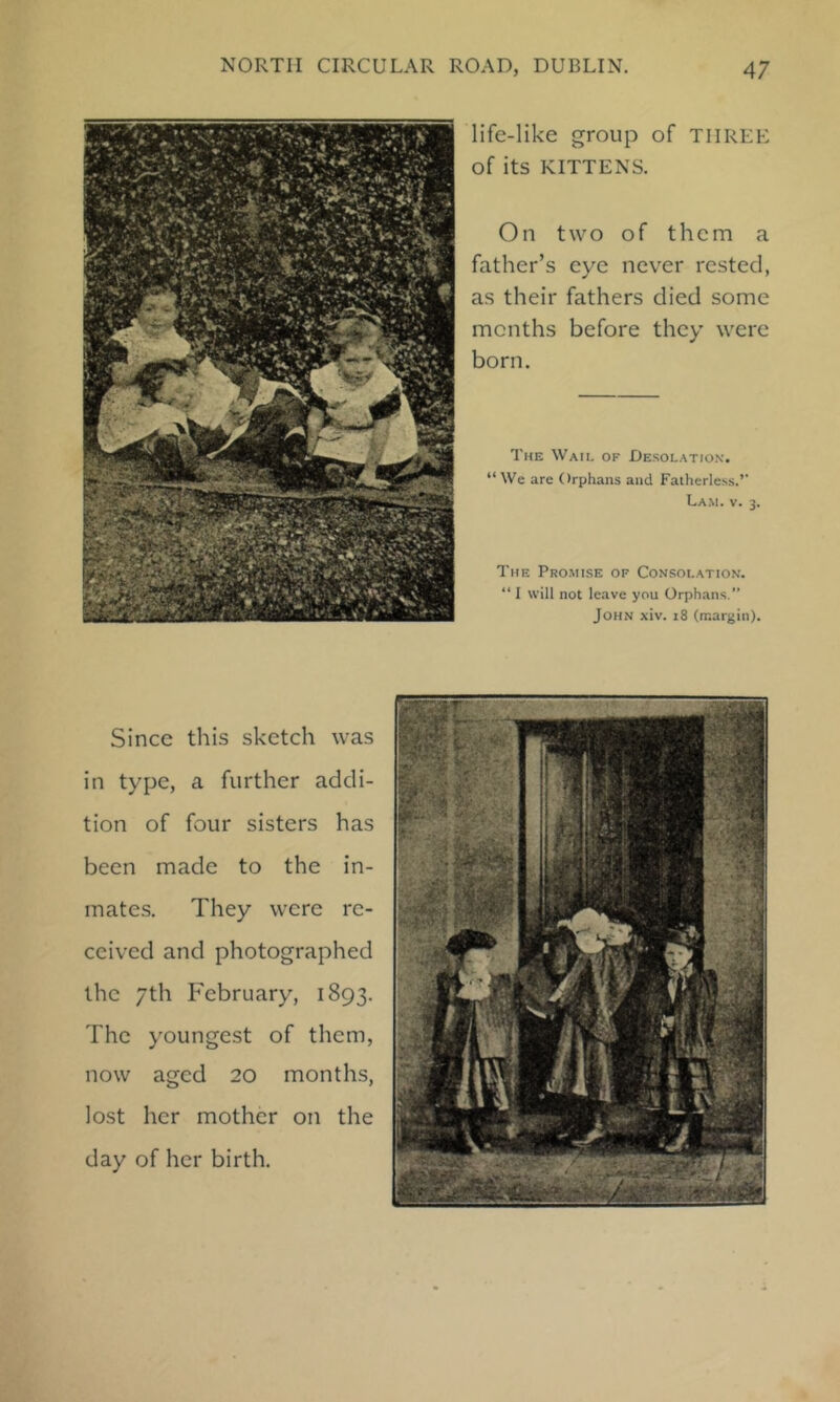 life-like group of THREE of its KITTENS. On two of them a father’s eye never rested, as their fathers died some months before they were born. The Wail of Desolation. “ We are Orphans and Fatherless,’' La.\i. V. 3. The Promise of Consolation. “ I will not leave you Orphans. John xiv. 18 (margin). Since this sketch was in type, a further addi- tion of four sisters has been made to the in- mates. They were re- ceived and photographed the /th February, 1893. The youngest of them, now aged 20 months, lost her mother on the day of her birth.