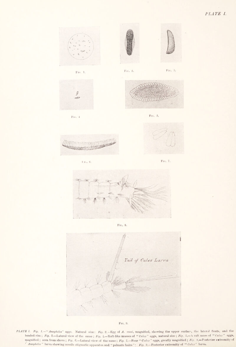 FI.ATE I Fig. 9. PLATE I. Fig. 1.—^' Anopheles” eggs. Natural size: Fig. 2.—Egg of A. rossi, magnified, showing the upper surfae*, the lateral floats, and the beaded rim ; Fig. 3.—Lateral view of the same; Fig. 4.—Raft-like masses of Culex” eggs, natiu-al size ; Fig. 3.— \ raft mass of Culex” eggs, magnified ; seen from above ; Fig. 6.—Lateral view of the same ; Fig. 7.—Four “ Cidex ” eggs, greatly magnified ; Fig. ,s'.—Posterior extremity of Anopheles larva showing sessile stigmatic apparatus and “ palmate hairs” : Fig. 9.—Posterior extremity of “ Cute.v larva.