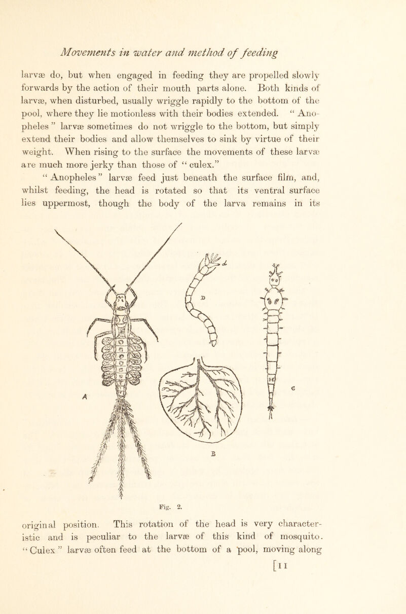 Movements in water and method of feeding larvae do, but when engaged in feeding they are propelled slowly forwards by the action of their mouth parts alone. Both kinds of larvaa, when disturbed, usually wriggle rapidly to the bottom of the pool, where they lie motionless with their bodies extended. ‘‘ Ano- pheles ” larvae sometimes do not wriggle to the bottom, but simply extend their bodies and allow themselves to sink by virtue of their weio^ht. When risino- to the surface the movements of these larvae are much more jerky than those of '' culex.” “Anopheles” larvae feed just beneath the surface film, and, whilst feeding, the head is rotated so that its ventral surface lies uppermost, though the body of the larva remains in its original position. This rotation of the head is very character- istic and is peculiar to the larvae of this kind of mosquito. “ Culex ” larvae often feed at the bottom of a pool, moving along [II