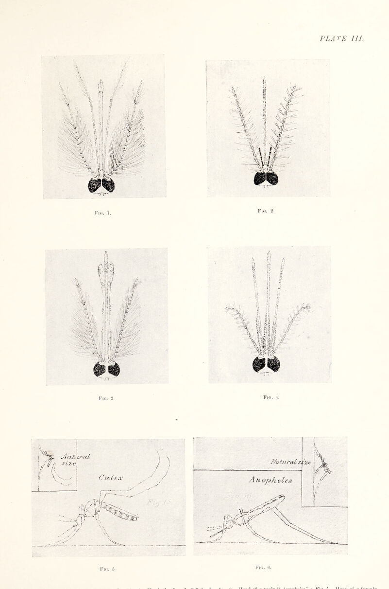 FLATE III Fuj. 1. Fig. 2 ' V‘^ , Jpf'tSi size ■1 V- ij ■ U ^ / i ■r '• ■ <.ral 1' \ i v' Cieltx ! t i /■ ] 1 \ i_ y>-/, V i \ / / Fig. 5 Fk;. (j. m „ I r ..