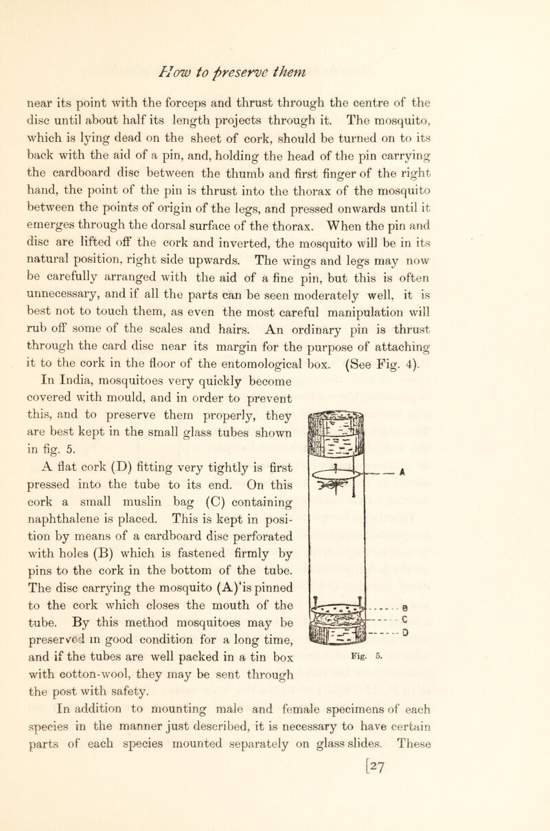 How to preserve them near its point with the forceps and thrust through the centre of the disc until about half its length projects through it. The mosquito, which is lying dead on the sheet of cork, should be turned on to its back with the aid of a pin, and, holding the head of the pin carrying the cardboard disc between the thumb and first finger of the right hand, the point of the pin is thrust into the thorax of the mosquito between the points of origin of the legs, and pressed onwards until it emerges through the dorsal surface of the thorax. When the pin and disc are lifted off the cork and inverted, the mosquito will be in its natural position, right side upwards. The wings and legs may now be carefully arranged with the aid of a fine pin, but this is often unnecessary, and if all the parts can be seen moderately well, it is best not to touch them, as even the most careful manipulation will rub off some of the scales and hairs. An ordinary pin is thrust through the card disc near its margin for the purpose of attaching it to the cork in the floor of the entomological box, (See Fig. 4). In India, mosquitoes very quickly become covered with mould, and in order to prevent this, and to preserve them properly, they are best kept in the small glass tubes shown in fig. 5. A flat cork (D) fitting very tightly is first pressed into the tube to its end. On this cork a small muslin bag (C) containing naphthalene is placed. This is kept in posi- tion by means of a cardboard disc perforated with holes (B) which is fastened firmly by pins to the cork in the bottom of the tube. The disc carrying the mosquito (A)hs pinned to the cork which closes the mouth of the tube. By this method mosquitoes may be preserved in good condition for a long time, and if the tubes are well packed in a tin box with cotton-wool, they may be sent through the post with safety. In addition to mounting male and female specimens of each species in the manner just described, it is necessary to have certain parts of each species mounted separately on glass slides. These [27