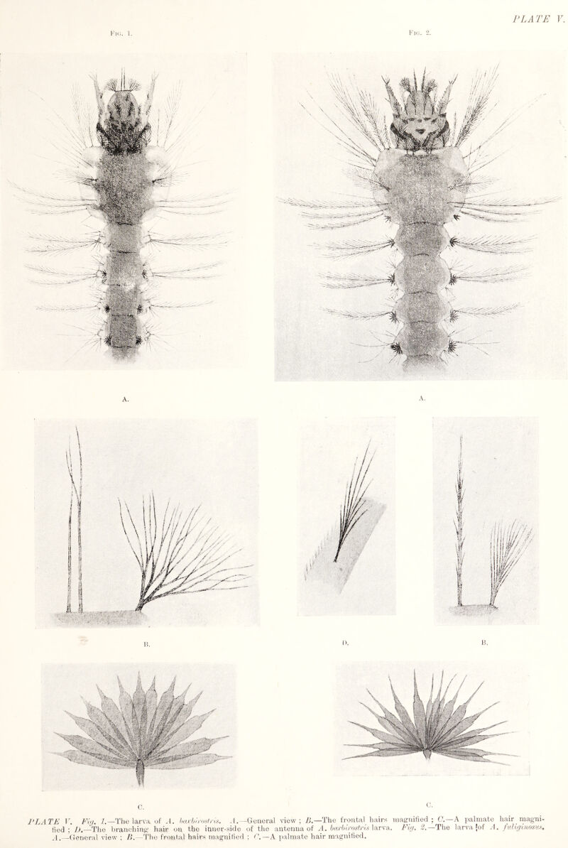 PLATE r. Fu/. Z.—The larva uf A. Ixirhn-osfrts. .1.-General view; 7j.—The frontal hairs magnified; C.—A palmate hair_ magni- fied ; 77.—The branching hair on the inner-side of the antenna of ^1. bai-bDystrt.s larva. Fi;/. 2.—The larva fof A. fuliginosu.'i, —(General view ; B.—'I'he frontal hairs magnified : L.—A palmate hair magnified.
