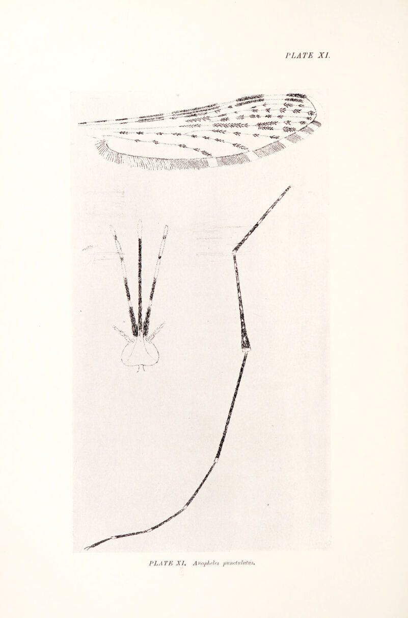 PLATE XL PLATE XI, Anopheles pumPilatus.