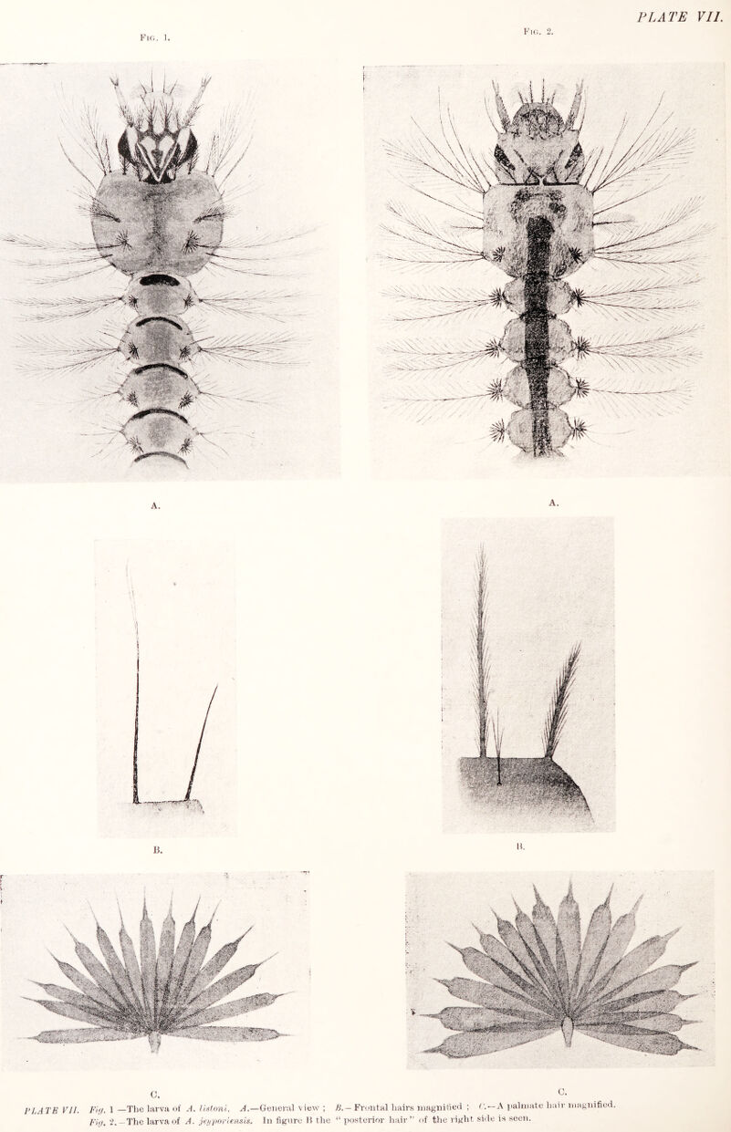 2, PLATE VII Fig. 1. Fig. 2. A. A. riATE VII. I'-qi, 1 —I'he lai’va of A, liatoni. ^.—General view ; /f.—Frontal hairs niagnitied ; r. —A iiahiiato hair magnified. Fiij. 2.-The larva of A. jeijporlensis, hi figure If the “ posterior hair” of the right side is seen.