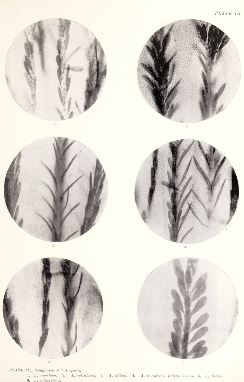 VI.ATE IX PLATE IX. 6. Wing scales of “ A ^-1. -m'/cUfirrimv.'<. iiojilteLs.”