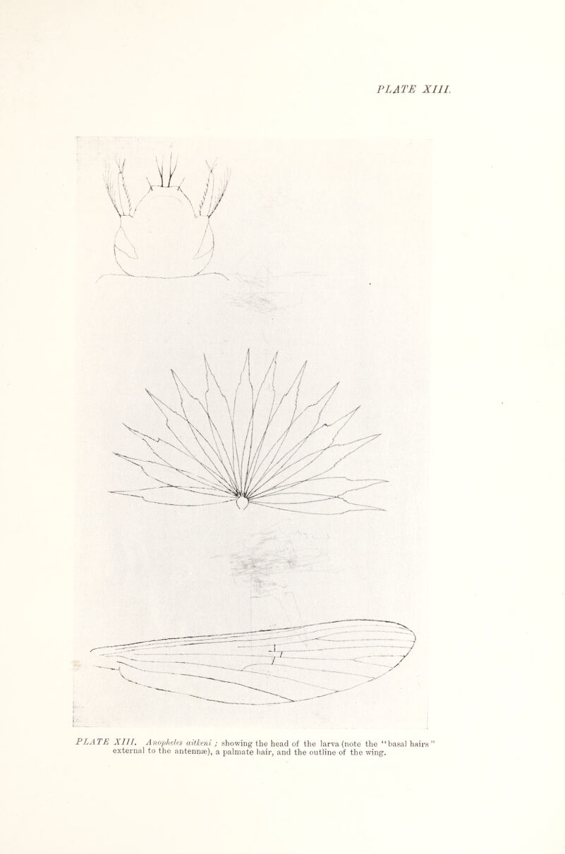 PLATE XIII. Anopheles mtheni ; showing the head of the larva (note the “basal hairs” external to the antennae), a palmate liair, and the outline of the wing.