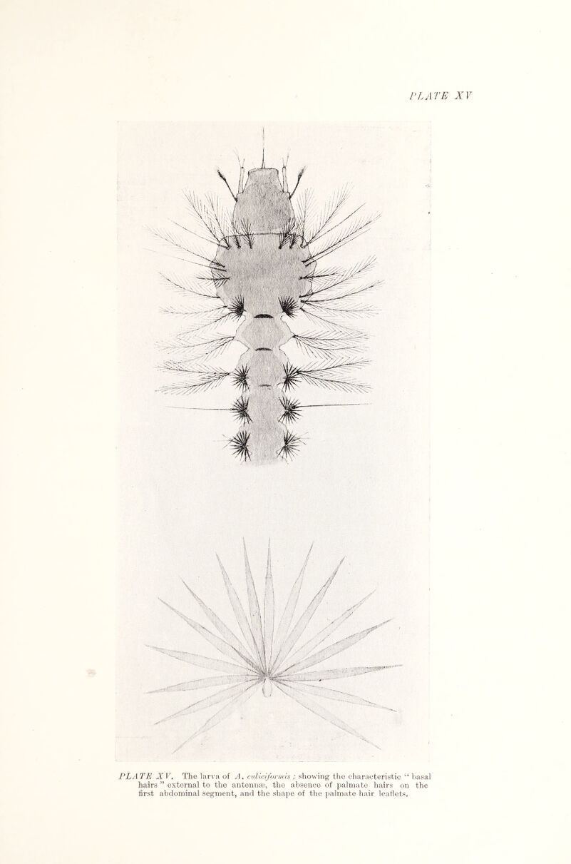 PLATE XV. The larva of A. cKliciformis ; showing the characteristic “ basal hairs ” external to the antennae, the absence of palmate hairs on the first abdominal segment, and the shape of the palmate hair leaflets.