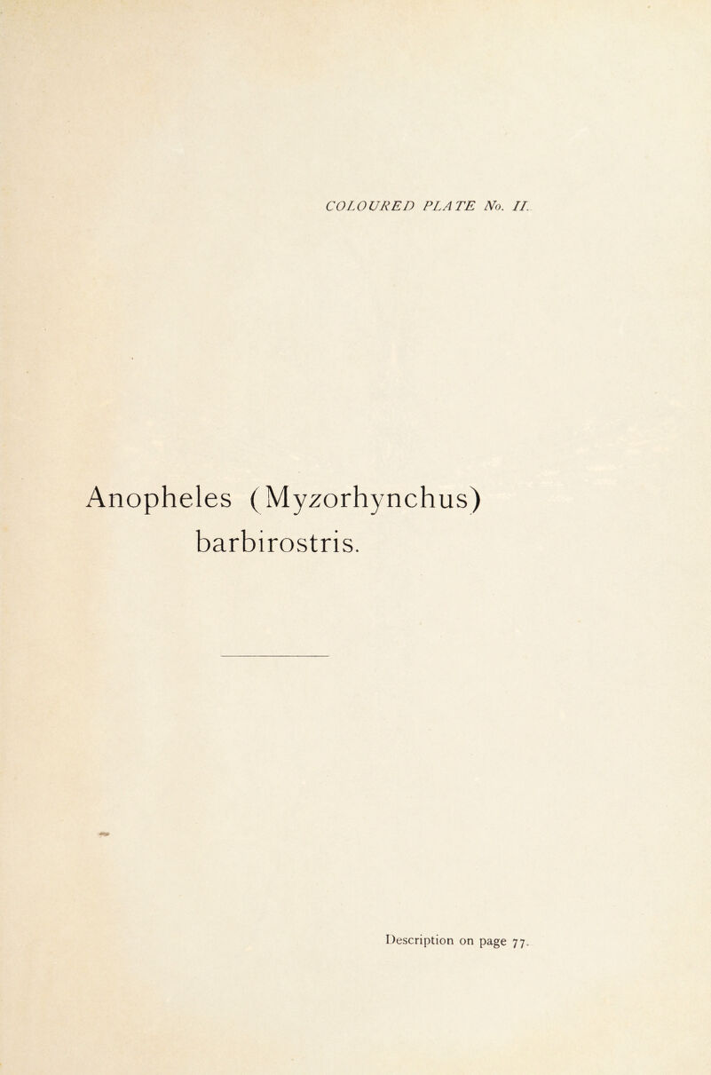Anopheles (Myzorhynchus) barbirostris.