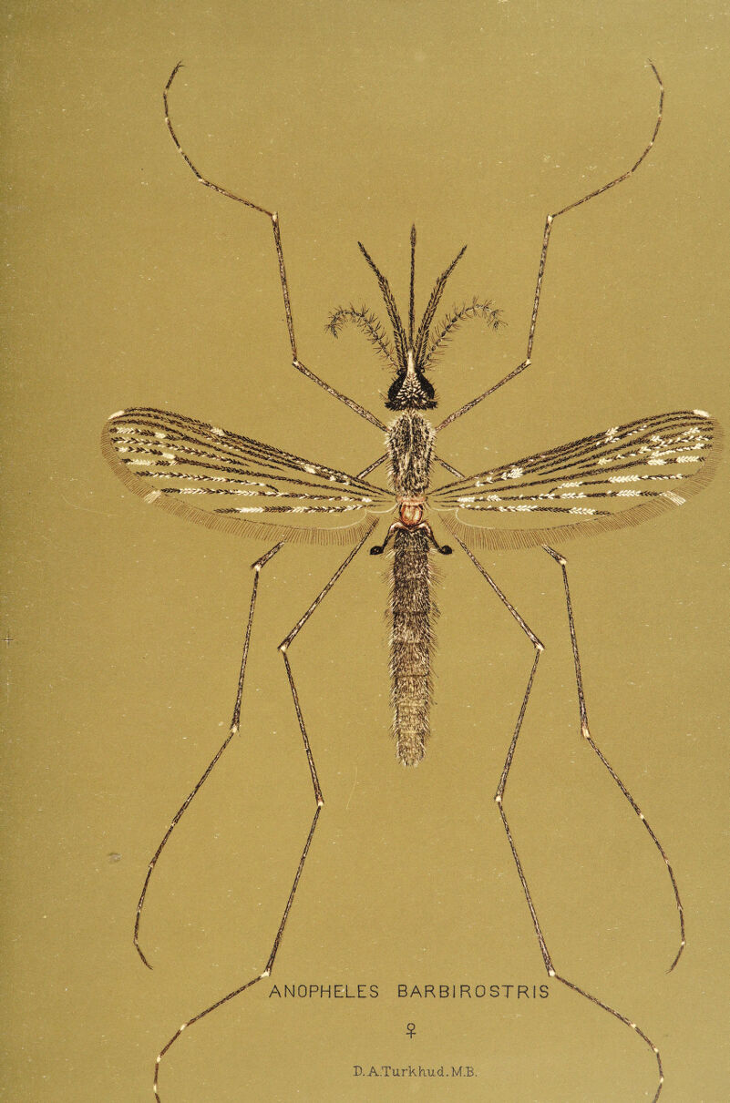 D.A.Turkhucl,M.B.