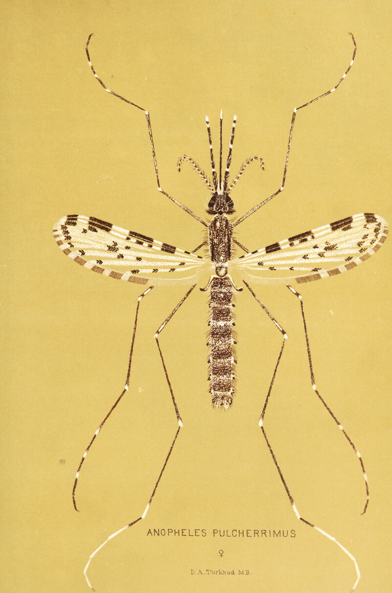 X. ANOPHELES PULCHERRIMUS ?