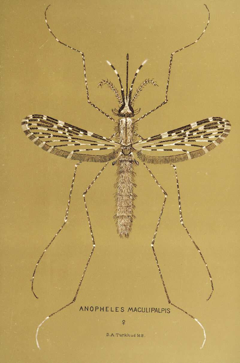 < / ANOPHELES MACULIPALPIS 'X D.A.TurkKud M.B.