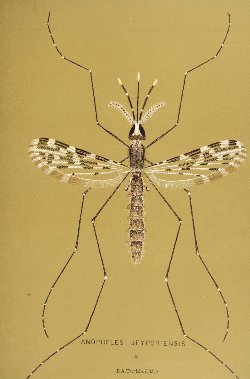 ANOPHELES JEYPORIENSIS D. A -Tur khud -M.B