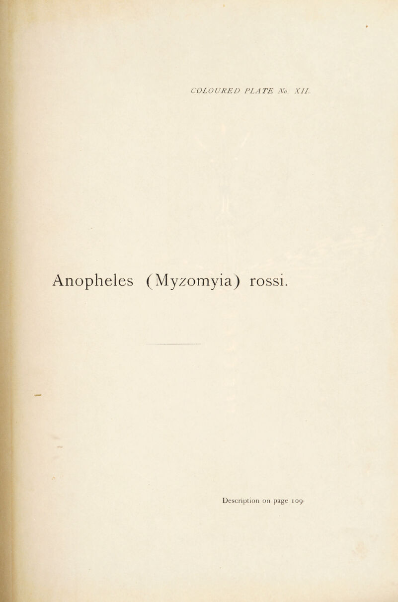 Anopheles (Myzomyia) rossi.