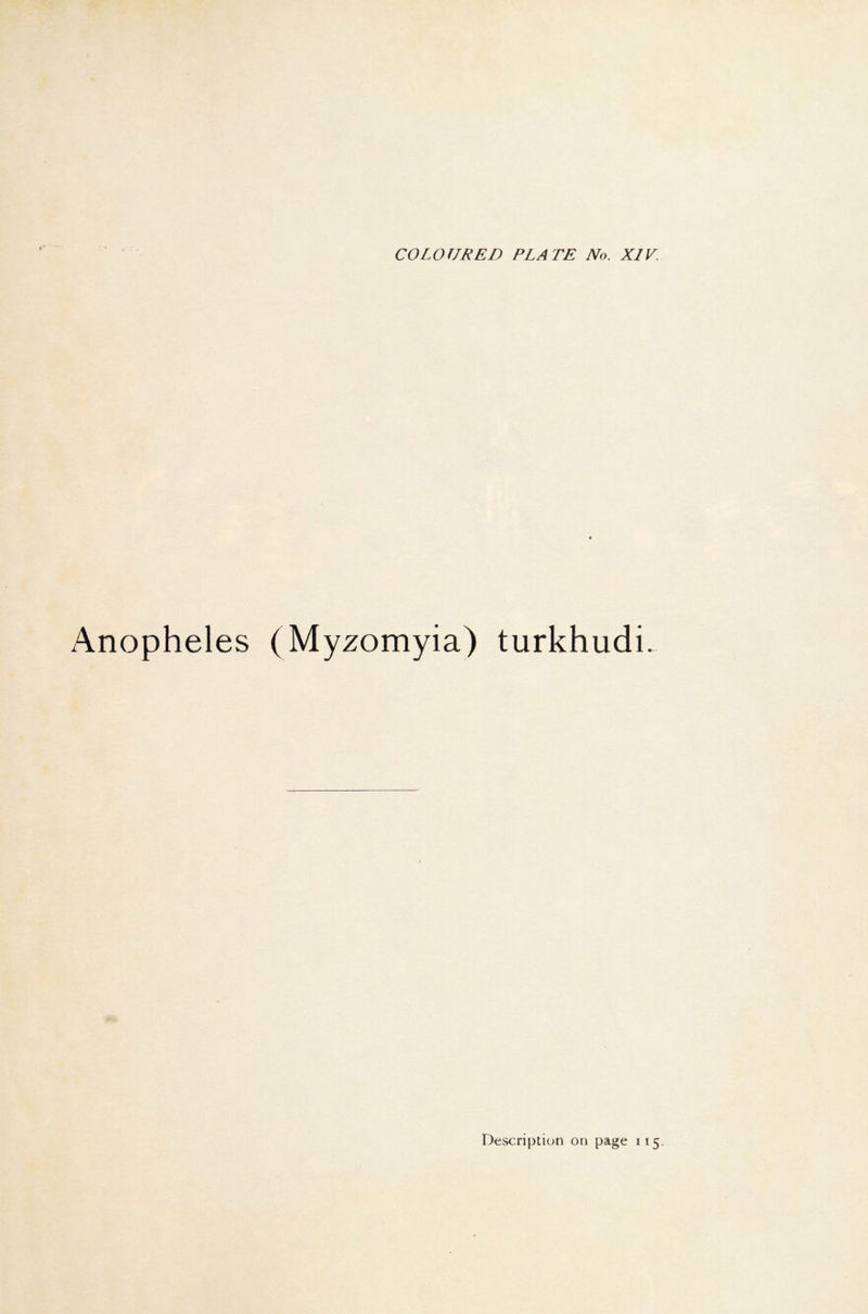 Anopheles (Myzomyia) turkhudi.