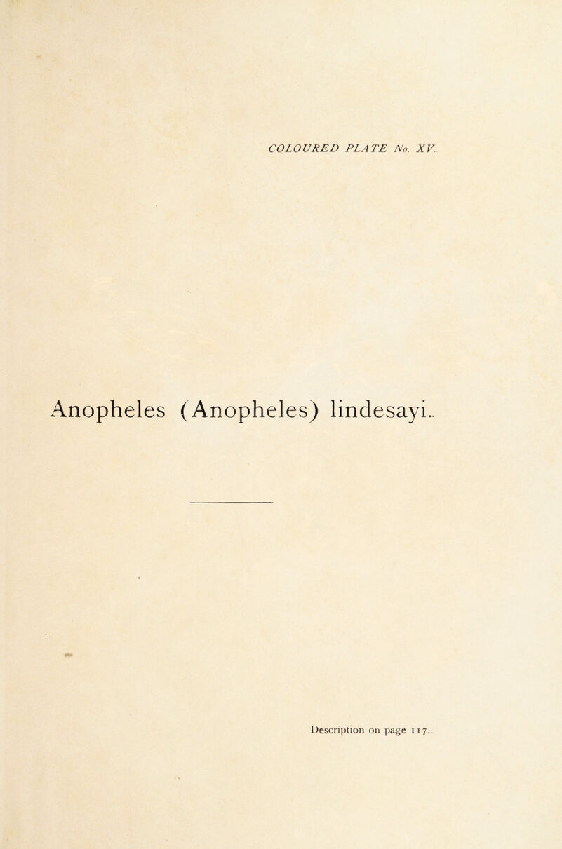 Anopheles (Anopheles) lindesayi