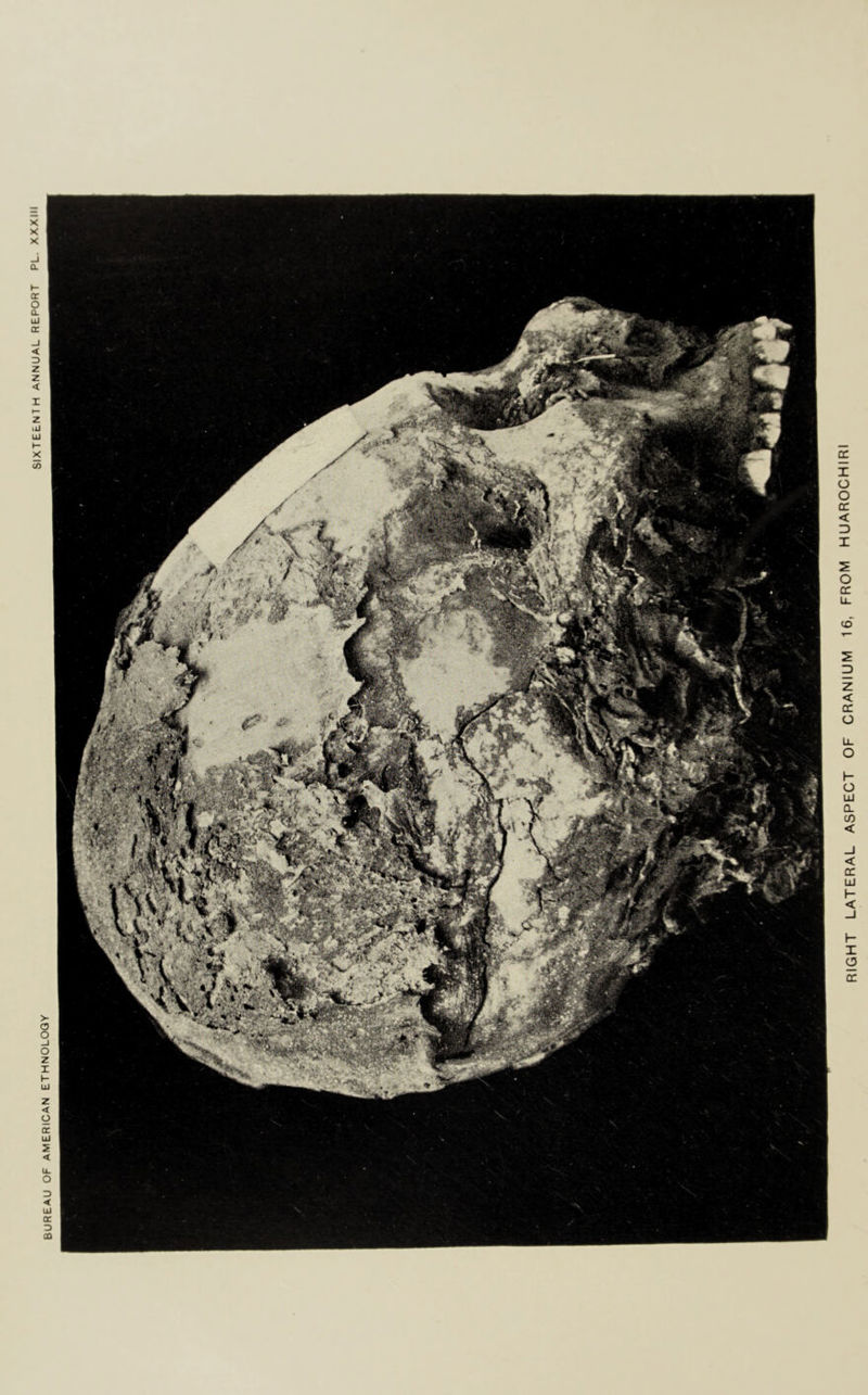RIGHT LATERAL ASPECT OF CRANIUM 16, FROM HUAROCHIRI