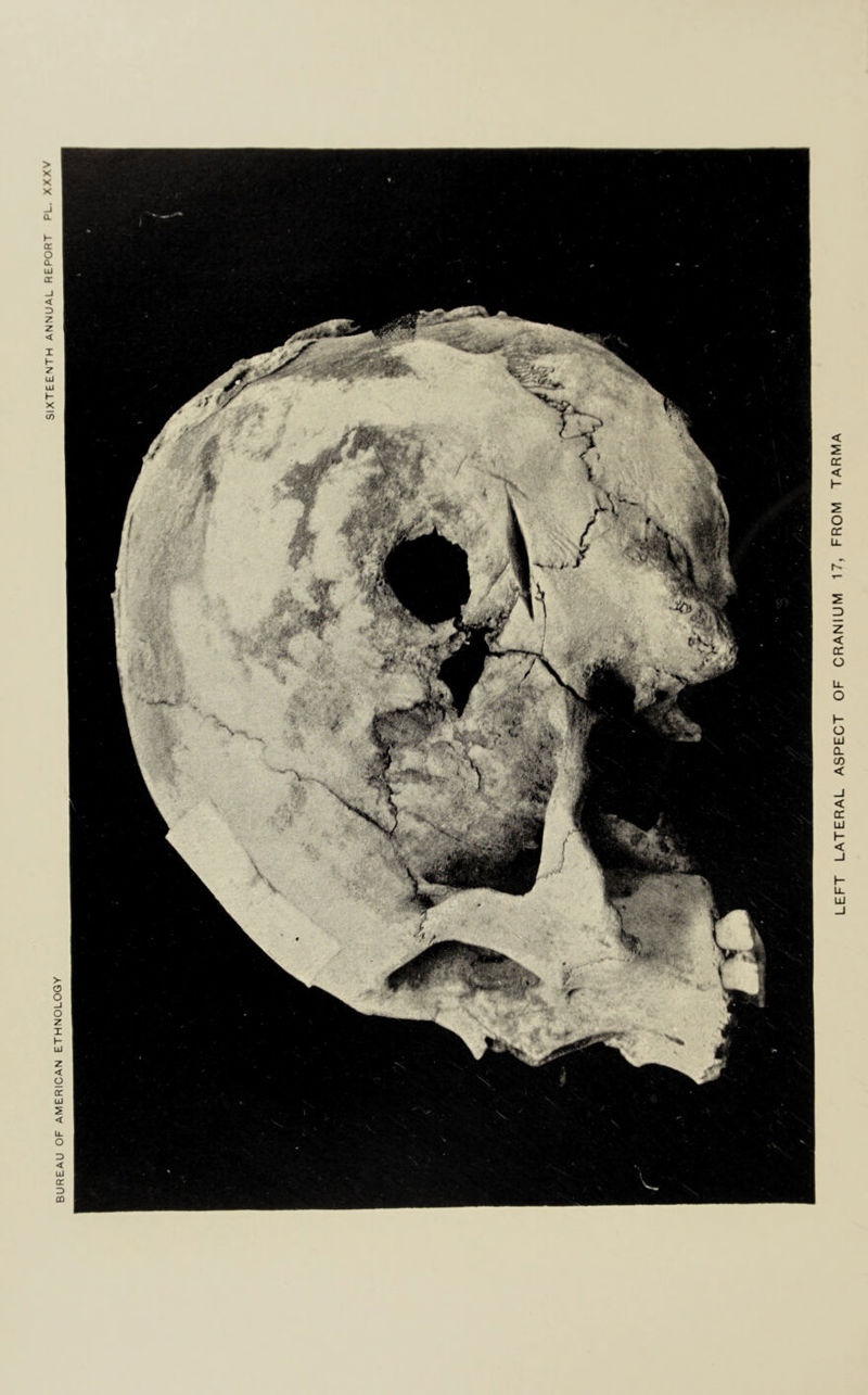 LEFT LATERAL ASPECT OF CRANIUM 17, FROM TARMA
