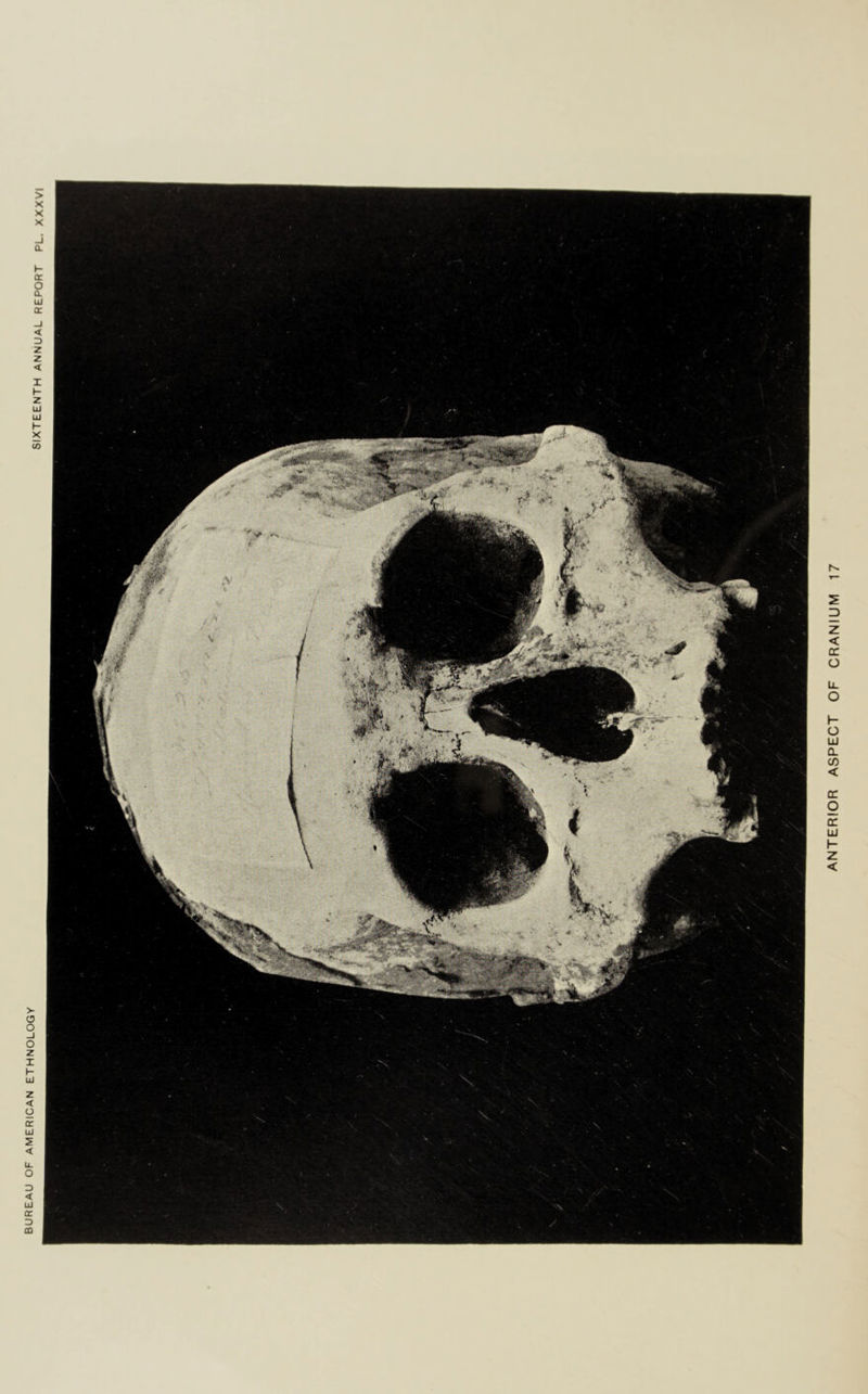 SIXTEENTH ANNUAL REPORT PL. XXXVI ANTERIOR ASPECT OF CRANIUM 17
