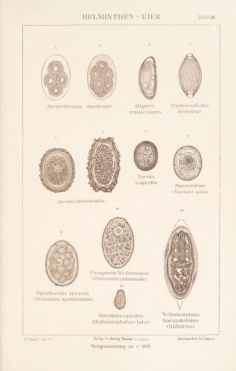 Aiicyl o ston 1 um duodenale Ox y u ri s Tr ielioce p! i a l u s verrnicularis trichiurus 6. 8. Ascaris lnmbricoides 10. 12. Pa rag on ius We s len n ai m i stoinum pulmonale) ii .(Distomum spatu 1 atum) Di b othr io c ep halu s (ß othr io c ep halu s) I. at u s Schistosomum haematobium (Bilharzia) Vergross er ung ca. 1: dOO.