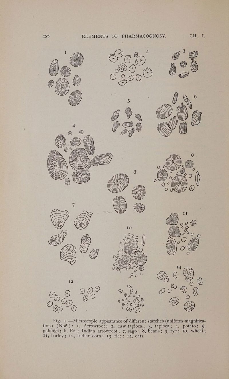 Up \ @ © SG 4 gas 0° | LO O x85} Go ©)9 62°@© 14 TR 059 8 a : EY Q 13 DO Dp eR bee D 9 WO ) ao? O ge 9B ce Sey 3 o 8 SV ___Fig. 1.—Microscopic appearance of different starches (uniform magnifica- tion) (Noél): 1, Arrowroot; 2, raw tapioca; 3, tapioca; 4, potato; 5, galanga; 6, East Indian arrowroot; 7, sago; 8, beans; 9, rye; 10, wheat; I1, barley; 12, Indian corn; 13, rice; 14, oats.