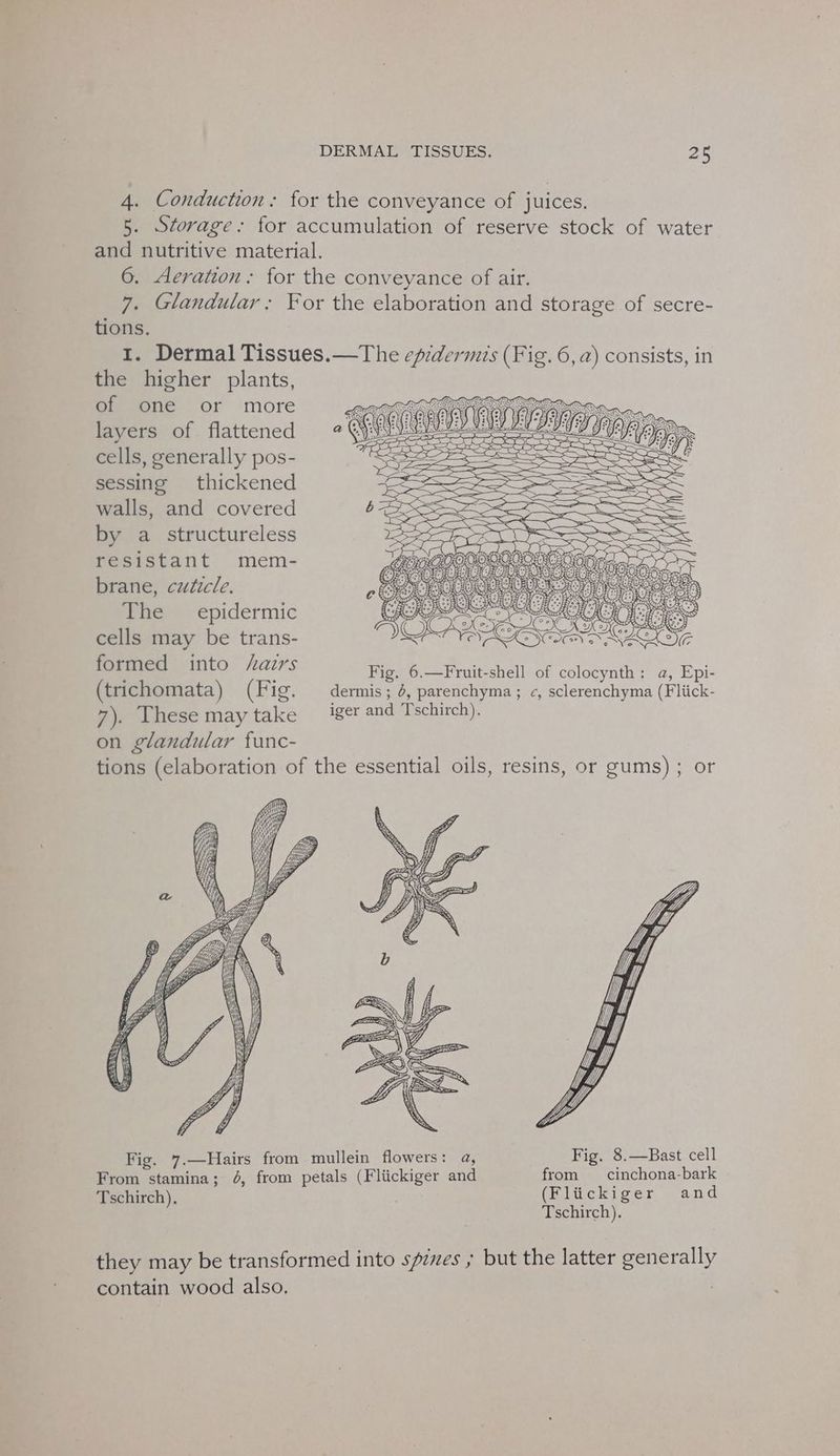 4. Conduction: for the conveyance of juices. 5. Storage: for accumulation of reserve stock of water and nutritive material. 6. Aeration. for the conveyance of air. 7. Glandular: For the elaboration and storage of secre- tions. 1. Dermal Tissues.—The epidermis (Fig. 6, a) consists, in the higher plants, fieeone or ‘more layers of flattened cells, generally pos- sessing thickened walls, and covered by a structureless resistant mem- brane, cuticle. The —epidermic cells may be trans- formed into /azrs Fig, 6.—Fruit-shell of colocynth: a, Epi- (trichomata) (Fig. dermis ; 4, parenchyma ; ¢, sclerenchyma (Fliick- a) These may take iger and Tschirch). on glandular func- tions (elaboration of the essential oils, resins, or gums) ; or Fig. 7.—Hairs from mullein flowers: a, Fig. 8.—Bast cell From stamina; 4, from petals (Fliickiger and from _cinchona-bark Tschirch). (Flickiger and Tschirch). they may be transformed into spzves ; but the latter generally contain wood also. |