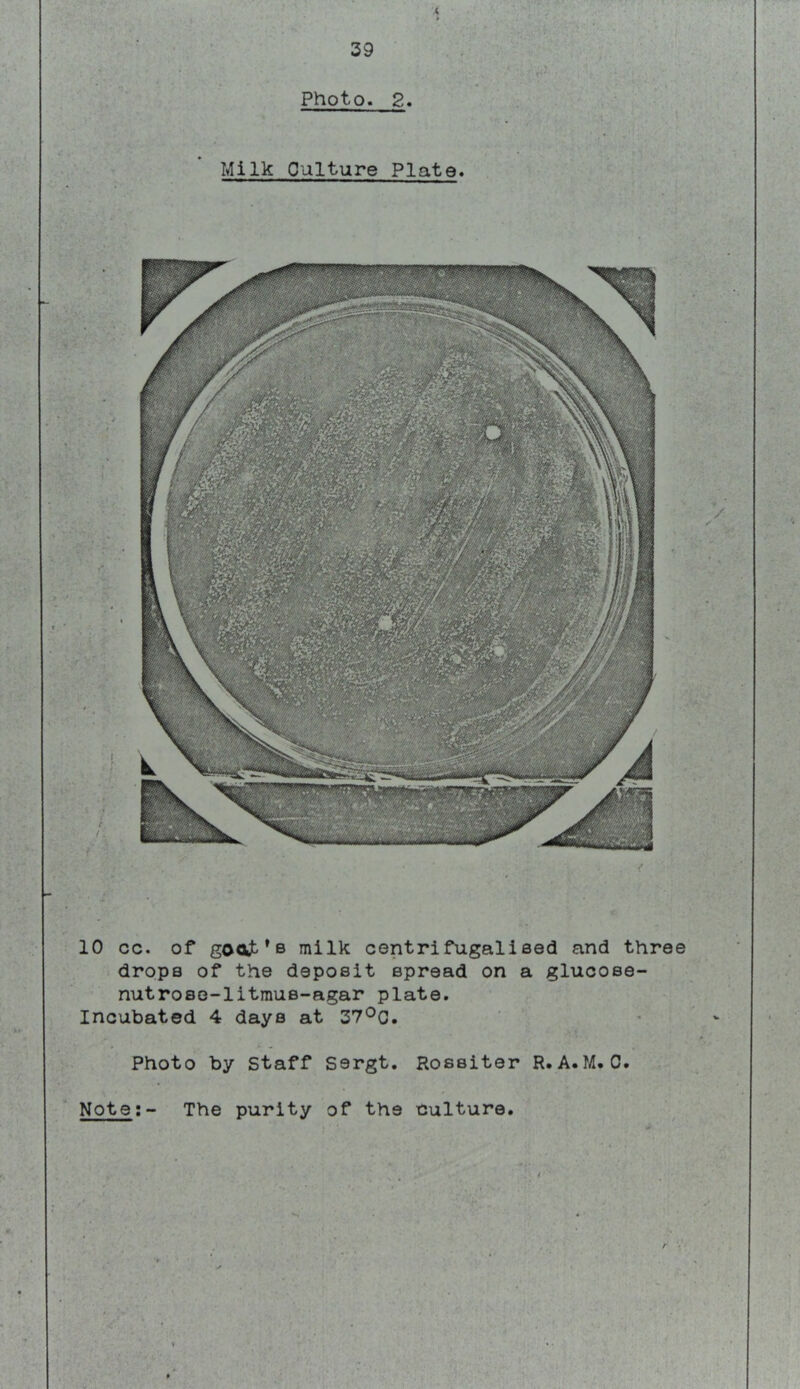 X 39 Photo. 2. Milk Culture Plate. 10 cc. of goat*8 milk centrifugalised and three drops of the deposit spread on a glucose- nutrosG-litraus-agar plate. Incubated 4 days at 37'^C. Photo by Staff Sergt. Rossiter R.A.M.C. Note;- The purity of the culture. /•