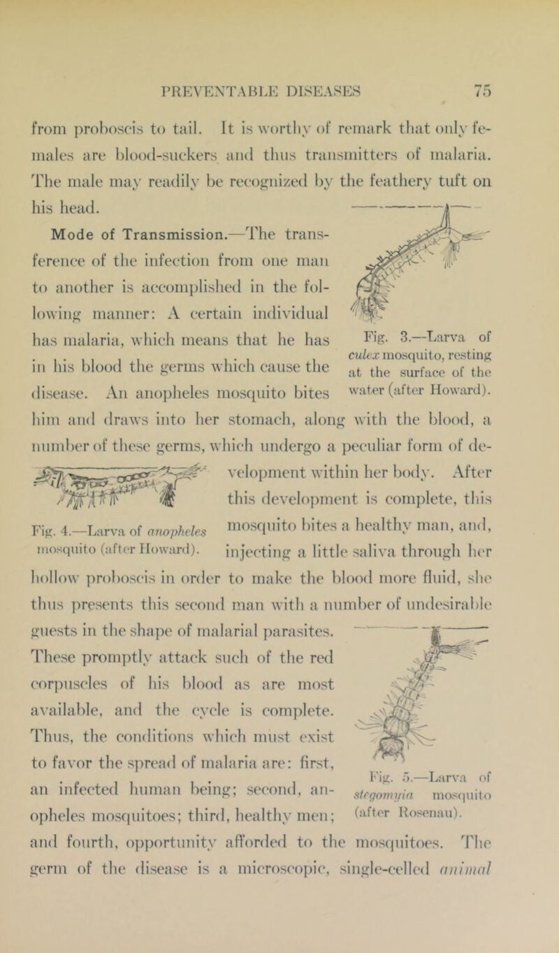 ^ r from proboscis to tail. It is worthy of remark that only fe- males are blood-suckers and thus transmitters of malaria. The male may readily be recognized by the feathery tuft on his heath Mode of Transmission.—The trans- ference of the infection from one man to another is accomplished in the fol- lowing manner: A certain individual has malaria, which means that he has . , otit-x mosquito, re.'^tiiiK in Ins blood the germs which cause tlie the surface of the disease. An anojiheles mostpiito bites water (after Howard). him and draws into her stomach, along with the blood, a number of these germs, which undergo a peculiar form of de- ' vclopment within her bodv. After tJlis development is complete, this Fill. 4.-Larva of anophdes mosquito bites a healthy man, and, mosquito (after Howard). injecting a little saliva through Iut hollow proboscis in order to make the blood more fluid, she thus presents this second man with a number of undesirable guests in the shape of malarial parasites. These promptly attack such of the red cor])uscles of his blood as are most available, and the cycle is complete. Thus, the conditions which must exist to favor the spreail of malaria are: first, an infected human being; second, an- sicgomyin mosciuito opheles mosquitoes; third, healthy men; (after Rosonau). and fourth, opportunity afforded to the mosquitoes. The germ of the disease is a microscojiic, single-celled animal