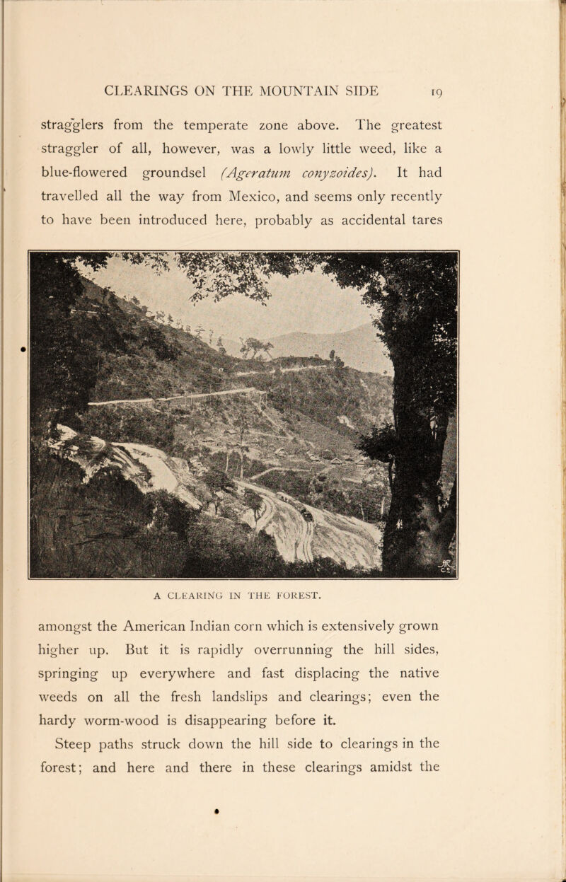 CLEARINGS ON THE MOUNTAIN SIDE *9 stragglers from the temperate zone above. The greatest straggler of all, however, was a lowly little weed, like a blue-flowered groundsel (Ageratum conyzoides). It had travelled all the way from Mexico, and seems only recently to have been introduced here, probably as accidental tares A CLEARING IN THE FOREST. amongst the American Indian corn which is extensively grown higher up. But it is rapidly overrunning the hill sides, springing up everywhere and fast displacing the native weeds on all the fresh landslips and clearings; even the hardy worm-wood is disappearing before it. Steep paths struck down the hill side to clearings in the forest; and here and there in these clearings amidst the