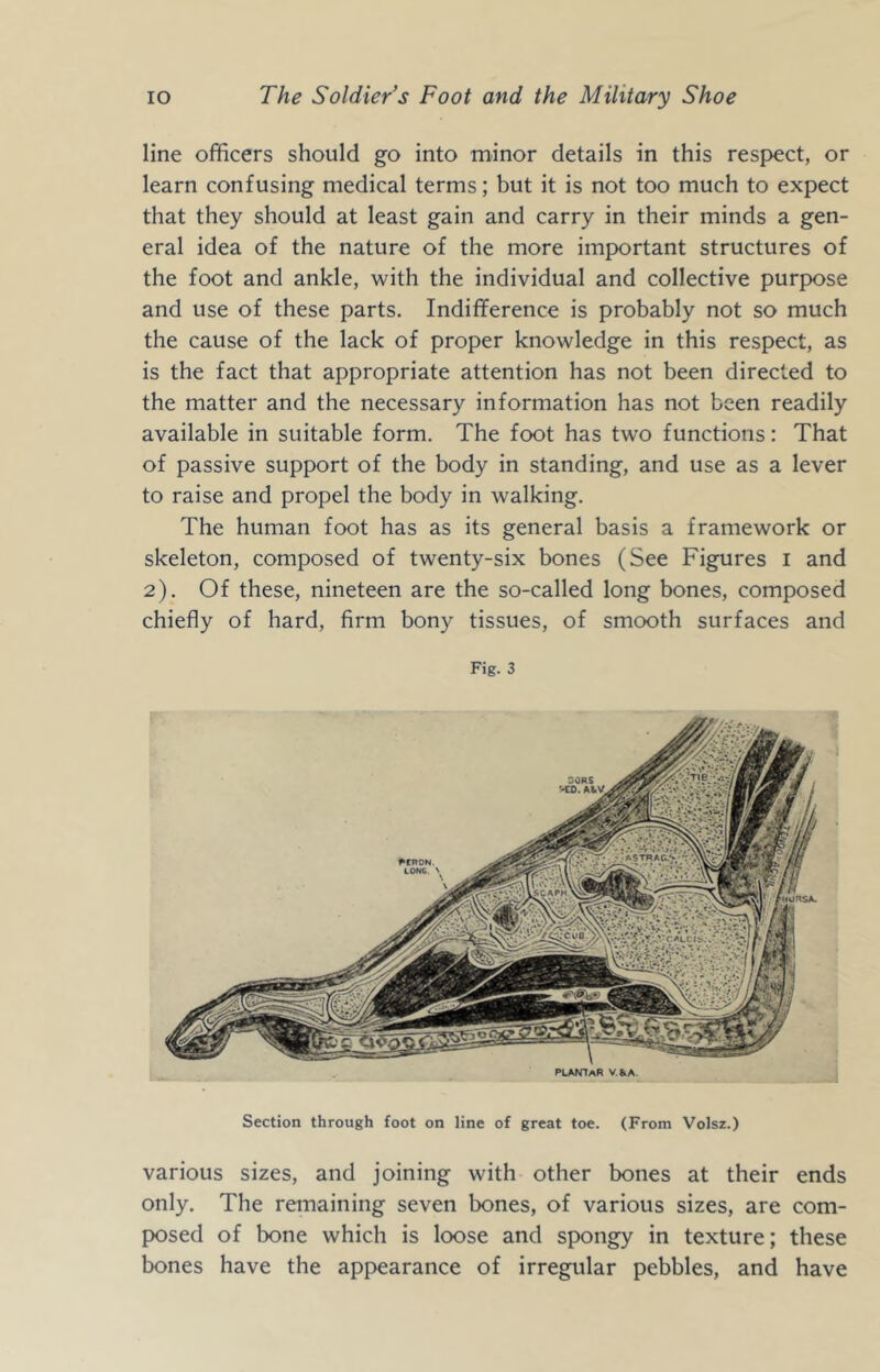 line officers should go into minor details in this respect, or learn confusing medical terms; but it is not too much to expect that they should at least gain and carry in their minds a gen- eral idea of the nature of the more important structures of the foot and ankle, with the individual and collective purpose and use of these parts. Indifference is probably not so much the cause of the lack of proper knowledge in this respect, as is the fact that appropriate attention has not been directed to the matter and the necessary information has not been readily available in suitable form. The foot has two functions: That of passive support of the body in standing, and use as a lever to raise and propel the body in walking. The human foot has as its general basis a framework or skeleton, composed of twenty-six bones (See Figures i and 2). Of these, nineteen are the so-called long bones, composed chiefly of hard, firm bony tissues, of smooth surfaces and Fig. 3 Section through foot on line of great toe. (From Volsz.) various sizes, and joining with other bones at their ends only. The remaining seven bones, of various sizes, are com- posed of bone which is loose and spongy in texture; these bones have the appearance of irregular pebbles, and have