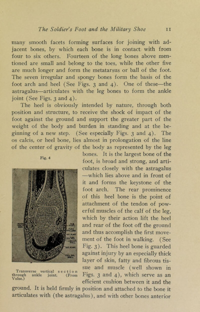 many smooth facets forming surfaces for joining with ad- jacent bones, by which each bone is in contact with from four to six others. Fourteen of the long bones above men- tioned are small and belong to the toes, while the other five are much longer and form the metatarsus or ball of the foot. The seven irregular and spongy bones form the basis of the foot arch and heel (See Figs. 3 and 4). One of these—the astragalus—articulates with the leg bones to form the ankle joint (See Figs. 3 and 4). The heel is obviously intended by nature, through both position and structure, to receive the shock of impact of the foot against the ground and support the greater part of the weight of the body and burden in standing and at the be- ginning of a new step. (See especially Figs. 3 and 4). The os calcis, or heel bone, lies almost in prolongation of the line of the center of gravity of the body as represented by the leg bones. It is the largest bone of the foot, is broad and strong, and arti- culates closely with the astragalus —which lies above and in front of it and forms the keystone of the foot arch. The rear prominence of this heel bone is the point of attachment of the tendon of pow- erful muscles of the calf of the leg, which by their action lift the heel and rear of the foot off the ground and thus accomplish the first move- ment of the foot in walking. (See Fig. 3). This heel bone is guarded against injury by an especially thick layer of skin, fatty and fibrous tis- sue and muscle (well shown in Transverse vertical section^. , . ^rough ankle joint. (From Iigs. 3 and 4), which serv€ as an efficient cushion between it and the ground. It is held firmly in position and attached to the bone it articulates with (the astragalus), and with other bones anterior