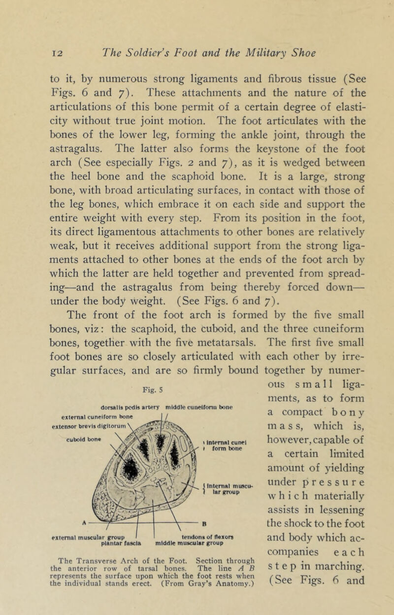 to it, by numerous strong ligaments and fibrous tissue (See Figs. 6 and 7). These attachments and the nature of the articulations of this bone permit of a certain degree of elasti- city without true joint motion. The foot articulates with the bones of the lower leg, forming the ankle joint, through the astragalus. The latter also forms the keystone of the foot arch (See especially Figs. 2 and 7), as it is wedged between the heel bone and the scaphoid bone. It is a large, strong bone, with broad articulating surfaces, in contact with those of the leg bones, which embrace it on each side and support the entire weight with every step. From its position in the foot, its direct ligamentous attachments to other bones are relatively weak, but it receives additional support from the strong liga- ments attached to other bones at the ends of the foot arch by which the latter are held together and prevented from spread- ing—and the astragalus from being thereby forced down— under the body weight. (See Figs. 6 and 7). The front of the foot arch is formed by the five small bones, viz: the scaphoid, the cuboid, and the three cuneiform bones, together with the five metatarsals. The first five small foot bones are so closely articulated with each other by irre- gular surfaces, and are so firmly bound together by numer- ous small liga- ments, as to form a compact bony m ass, which is, however, capable of a certain limited amount of yielding under pressure which materially assists in lessening the shock to the foot and body which ac- companies each step in marching. (See Figs. 6 and Fig. 5 dorsalis pedis artery middle cuneifonu bone The Transverse Arch of the Foot. Section through the anterior row of tarsal bones. The line A B represents the surface upon which the foot rests when the individual stands erect. (From Gray’s Anatomy.)