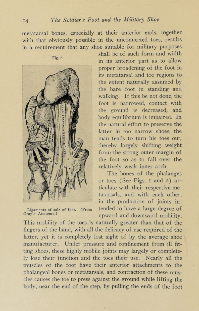 metatarsal bones, especially at their anterior ends, together with that obviously possible in the unconnected toes, results in a requirement that any shoe suitable for military purposes shall be of such form and width in its anterior part as to allow proper broadening of the foot in its metatarsal and toe regions to the extent naturally assumed by the bare foot in standing and walking. If this be not done, the foot is narrowed, contact with the ground is decreased, and body equilibrium is impaired. In the natural effort to preserve the latter in too narrow shoes, the man tends to turn his toes out, thereby largely shifting weight from the strong outer margin of the foot so as to fall over the relatively weak inner arch. The bones of the phalanges or toes (See Figs, i and 2) ar- ticulate with their respective me- tatarsals, and with each other, in the production of joints in- tended to have a large degree of upward and downward mobility. This mobility of the toes is naturally greater than that of the fingers of the hand, with all the delicacy of use required of the latter, yet it is completely lost sight of by the average shoe manufacturer. Under pressure and confinement from ill fit- ting shoes, these highly mobile joints may largely or complete- ly lose their function and the toes their use. Nearly all the muscles of the foot have their anterior attachments to the phalangeal bones or metatarsals, and contraction of these mus- cles causes the toe to press against the ground while lifting the body, near the end of the step, by pulling the ends of the foot Fig. 6 Ligaments of sole of foot. (From Gray’s Anatomy.)