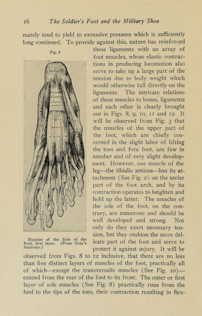 mately tend to yield to excessive pressure which is sufficiently long continued. To provide against this, nature has reinforced these ligaments with an array of foot muscles, whose elastic contrac- tions in producing locomotion also serve to take up a large part of the tension due to body weight which would otherwise fall directly on the ligaments. The intricate relations of these muscles to bones, ligaments and each other is clearly brought out in Figs. 8, 9, 10, ii and 12. It will be observed from Fig. 3 that the muscles of the upper part of the foot, which are chiefly con- cerned in the slight labor of lifting the toes and fore foot, are few in number and of very slight develop- ment. However, one muscle of the leg—the tibialis anticus—has its at- tachment (See Fig. 2) on the under part of the foot arch, and by its contraction operates to heighten and hold up the latter. The muscles of the sole of the foot, on the con- trary, are numerous and should be well developed and strong. Not only do they exert necessary ten- sion, but they cushion the more del- Foot, first layer. (From Gray’s icate part of the foot and Serve to Anatomy.) protect it against injury. It will be observed from Figs. 8 to 12 inclusive, that there are no less than five distinct layers of muscles of the foot, practically all of which—except the transversalis muscles (See Fig. 10)— extend from the rear of the foot to its front. The outer or first layer of sole muscles (See Fig, 8) practically runs from the heel to the tips of the toes, their contraction resulting in flex-