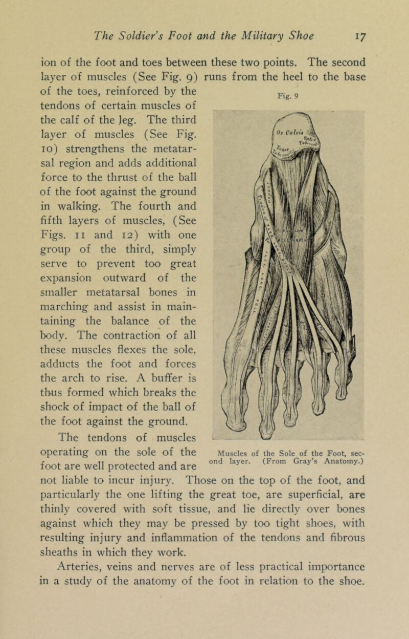 ion of the foot and toes between these two points. The second layer of muscles (See Fig. 9) runs from the heel to the base of the toes, reinforced by the ^ tendons of certain muscles of the calf of the leg. The third layer of muscles (See Fig. 10) strengthens the metatar- sal region and adds additional force to the thrust of the ball of the foot against the ground in walking. The fourth and fifth layers of muscles, (See Figs. II and 12) with one group of the third, simply serve to prevent too great expansion outward of the smaller metatarsal bones in marching and assist in main- taining the balance of the body. The contraction of all these muscles flexes the sole, adducts the foot and forces the arch to rise. A buffer is thus formed which breaks the shock of impact of the ball of the foot against the ground. The tendons of muscles operating on the sole of the foot are well protected and are not liable to incur injury. Those on the top of the foot, and particularly the one lifting the great toe, are superficial, are thinly covered with soft tissue, and lie directly over bones against which they may be pressed by too tight shoes, with resulting injury and inflammation of the tendons and fibrous sheaths in which they work. Arteries, veins and nerves are of less practical importance in a study of the anatomy of the foot in relation to the shoe. Muscles of the Sole of the Foot, sec- ond layer. (From Gray’s Anatomy.)