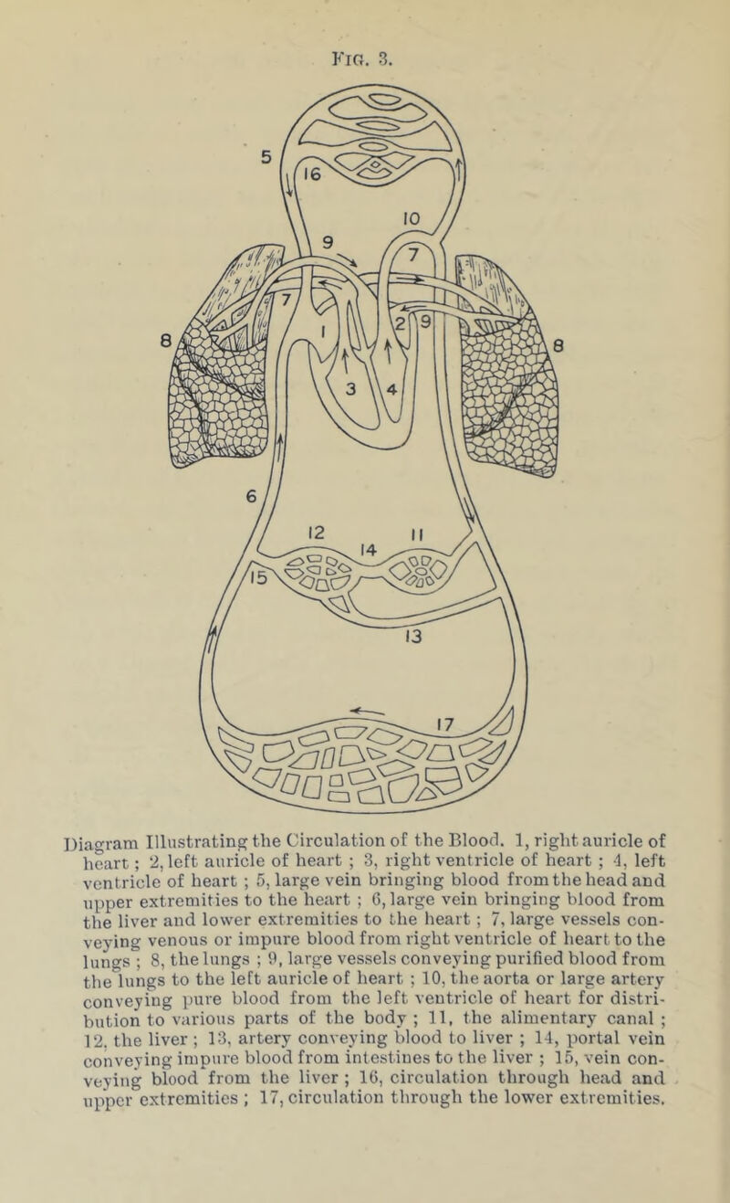 Fig. 3. Diao-ram Illustrating the Circulation of the Blood. 1, right auricle of heart; 2, left auricle of heart ; 3, right ventricle of heart ; 4, left ventricle of heart ; 5, large vein bringing blood from the head and upper extremities to the heart ; 6, large vein bringing blood from the liver and lower extremities to the lieart; 7, large vessels con- veying venous or impure blood from right ventricle of heart to the lungs ; 8, the lungs ; large vessels conveying purified blood from the lungs to the left auricle of heart ; 10, the aorta or large artery conveying pure blood from the left ventricle of heart for distri- bution to various parts of the body ; 11, the alimentary canal ; 12. the liver ; 13, artery conveying blood to liver ; 14, portal vein conveying impure blood from intestines to the liver ; 15, vein con- veying blood from the liver ; 16, circulation through head and upper extremities ; 17, circulation through the lower extremities.