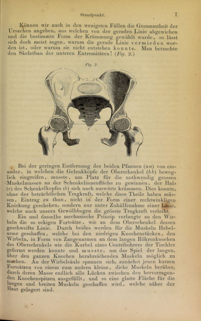 I\önnen wir auch in den wenigsten Fällen die Gesainintlieit der Ursachen angeben, aus welchen von der geraden Linie abgcwitdicn und die bestimmte Form der Krümmung gewälilt wurde, so lässt sich doch meist sagen, warum die gerade Linie vermieden wor- den ist, oder warum sie nicht entstehen konnte. Man betraehte den Skeletbau der unteren Extremitäten! {FUj. 2.) Fiij. i>. , Bei der geringen Entlernung der beiden Pfannen {iia) von ein- ander, in welclien die Gelenkköpfe der Oberschenkel {hh) beweg- lich eingreifen, musste, um Platz für die nothwendig grossen Muskelmassen an der Schcnkelinnentläche zu gewinnen , der llnls (e) des Schenkelkoples (/>) sich nach auswärts krümmen. Dies konnte, ohne der beträchtlichen Tragkraft, welche diese Theile liaben müs- sen, Eintrag zu thun, nicht in der Form einer rechtwinkligen Knickung geschehen, sondern nur unter Zuhülfenalime einer Linie, welche auch unsern Gewölbbogen die grösste Tragkraft verleiht. Ein und dasselbe meehanische Princij) verlangte an den Wir- beln die so eckigen Fortsätze, wie an dem Oberschenkel dessen geschweifte Linie. Durch beides werden für die Muskeln Hebel- arme geschaffen, welche bei den niedrigen Knochenstücken, den irbeln, in Form von Zanofenarmen an dem lanjren Röhrenknochen des Oberschenkels wie die Kurbel eines Centribohrers der Tischler geformt werden konnte und musste, um das Spiel der langen, über den ganzen Knochen herabreichenden Muskeln möglich zu nu»chen. An der Wirbelsäule spannen sicli, zunächst jenen kurzen Fortsätzen von einem zum andern kleine, dicke Muskeln heniber, durch deren Masse endlich alle Lücken zwisclien den hervorragen- den Knochenspitzen ausgefüllt, und so eine glatte Fläche für die hingen und breiten ISIuskeln geschaffen wird, welche näher der Haut gelagert sind.