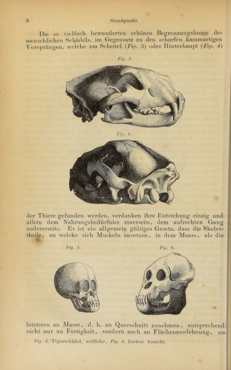 Die so vielfaclt beAvundcrten seliönen Begrcnzungslinieii des ineiischliehen Schädels, iin Gegensatz zu den scharfen kaminartigen Vorsprüngen, Avelche am Scheitel {Fig. 3) oder Ilinterliaujit {Fig. 4) l Uj. :l l'iij. f. der Thiere gefunden werden, verdanken ihre Entstehung einzig und allein dem Nahruimshedürfniss einerseits, dem aufrechten Gan«: andererseits. Es ist ein allijemein giilticres Gesetz, dass die Skelet- thei^, an Avclchc sich iSluskeln ansetzen , in dem Maass, als die I'ig. •'i. Fig. ß. letzteren an Masse, d. h. an Querschnitt zunehmen, entsprechend nicht nur an Festigkeit, sondern .auch an Flächenausdehnung, an Fig. 3. 'ri<jo,rscli;id('l, soitlicliP, Fig. 4. hintoro Ansicht.