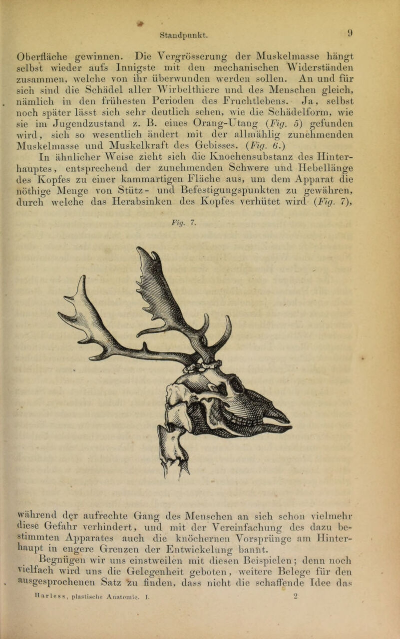 I» Standpunkt. Oberfläche gewinnen. Die Vergrösserung der Muskelin5i.ssc hängt selbst wieder anfs Innigste mit den mechanischen Widerständen zusammen, welche von ihr überwunden werden sollen. An und für sich sind die Schädel aller 'W’irbelthiere und des ]\Ienschen gleich, nämlich in den frühesten Perioden des Fruchtlcbens. Ja, selbst noch später lässt sich sehr deutlich sehen, wie die Schädelform, wie sic im Jugendzustand z. B. eines Orang-Utang {Fkj. 5) gefunden wird, sich so wesentlich ändert mit der allmählig zunehmenden jNIuskelmasse und INluskelkraft des Gebisses. (Fkj. 6'.) In ähnlicher Weise zieht sich die Ivnochensubstanz des Hinter- hauptes , entsprechend der zunehmenden Schwere und liebellänge des Kopfes zu einer kammartigen Fläche aus, um dem Ap])arat die nöthige JMenge von Stütz- und Befestigungspunktcii zu gewähren, durch welche das llerabsinken des Kopfes verhütet wird {Fig. 7), Fig. 7. während d^r aufrechte Gang des Menschen an sich schon vielmehr diese Gefahr verhindert, und mit der Vereinfachung des dazu be- stimmten Ajtparatcs auch die knöchernen Vor.sprünge am Hinter- haupt in engere Grenzen der Kntwickelung bannt. Begnügen wir uns einstweilen mit diesen Beispielen; denn noch Vielfach wird uns die Gelegenheit geboten, weitere Belege für den Jiusgesprochencn Satz 'zu finden, dass nicht die schaffende Idee das llarlc.s8, iilustischc Anatoniii;. I. -