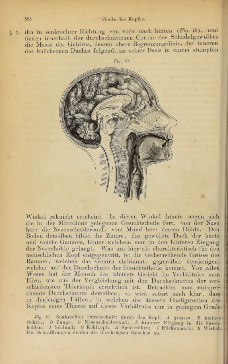 §. ;j. ihn in senkrecliter Richtung von vorn nach hinten {Fig. 12), und finden innerlialb der durclischnittenen Contur des Schädelgeuolbes die INlasse des Gehirns, dessen obere Begrenzungslinie, der inneren des knöcliernen Daches folgend, an seiner Basis in einem stumpfen 12. Winkel geknickt erscheint. In diesen Winkel hinein setzen sich die in der Mittellinie gelegenen Gesichtstheile fort, von der Nase her: die NasenscheideAvand, vom Mund her: dessen Höhle. Den Boden derselben bildet die Zunge, das geAvolbte Dach der harte und Aveiclie Gaumen, hinter Avelchem man in den hinteren Eingang der Nasenhöhle gelangt. Was uns hier als charakteristisch für den menschlichen Ko])f entgegentritt, ist die vorherrschende Grösse des Raumes, Avclchen das Gehirn einhimmt, gegenüber demjenigen, Avelcher aul den Durchschnitt der Gesichtstheile kommt. Von allen M esen hat der Mensch das kleinste Gesicht im Verhältniss zum Hirn, Avic aus der Vergleichung mit den Durchschuitten der ver- schiedensten Tliierköple ersiclitlich ist. Betrachtet man entspre- chende Durchschnitte derselben, so Avird sofort auch klar, dass in denjenigen hallen, in Avelchen die äussere Configuration des Ivoples eines Ilderes aul dieses \ erhältniss nur in «rerinirem Grade Fuj. 12. Senkreclitcr Durchschnitt durch den Kopf. A grosses, B kleines Gcdiirn; J) Znnge; C Nrisenscheidcwand; E hinterer Eingang in die Nasen- höhlen; F Öcliluud; G Kehlkopf; II Speiseröhre; I Kückenniark; K AVirbel. Die Schraffirungen deuten die durchsägten Knochen .an.