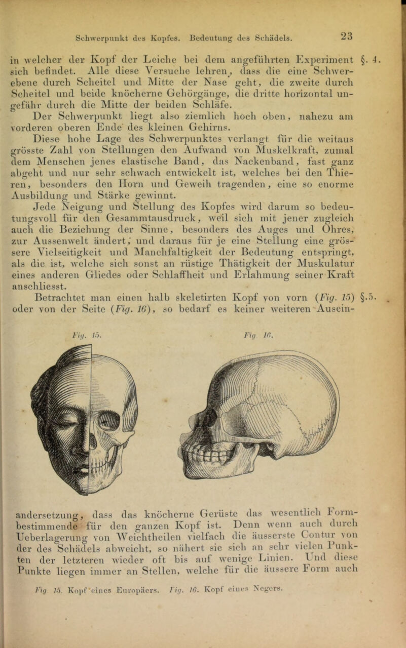 Schwerpunkt dca Kopfes. Bedeutung des Schädels. in welcher der Kopf der Leiclie bei dem angefülirten Experiment §. -1. sich befindet. Alle diese Versuche lehren, dass die eine Schwer- ebene durch Scheitel und IMitte der Nase gelit, die zweite durch Scheitel und beide knöcherne Gehörgänge, die dritte horizontal un- gefähr durch die Mitte der beiden Schläfe. Der Schwer])unkt liegt also ziemlich hoch oben, nahezu am vorderen oberen Ende' des kleinen Gehirns. Diese hohe Lage des Schwerpunktes verlangt für die weitaus grösste Zahl von Stellungen den Aufwand von Muskelkraft, zumal dem Menschen jenes elastische Band, das Nackenband, fast ganz abjreht und nur sehr schwach entwickelt ist, welches bei den Tliie- ren, besonders den Horn und Geweih tragenden, eine so enorme Ausbildung und Stärke gewinnt. Jede Neigung und Stellung des Kopfes wird darum so bedeu- tungsvoll für den Gesammtausdruck, weil sich mit jener zugleich auch die Beziehung der Sinne, besonders des Auges und Ohres, zur Aussenwelt ändert, und daraus für je eine Stellung eine grös- sere Vielseitigkeit und IManchfaltigkeit der Bedeutung entspringt, als die ist, welche sich sonst an rüstige Thätigkeit der jMuskulatur eines anderen Gliedes oder Schlaffheit und Erlahmung seincr*Kraft anschliesst. Betrachtet man einen halb skeletirtcn Kopf von vorn {Fiy. 15) §.5. oder von der Seite {Fig. 10), so bedarf es keiner weiteren'Ausein- Fiij. !•'). iig in. andersetzung, dass das knöcherne Gerüste das wesentlich horm- bestimmende für den ganzen Kopf ist. Denn wenn auch durch Eeberlagcrung von Weichthcilen vielfach die äusserstc Contur ^on der des Schädels abweicht, so nälicrt sie sich an sehr vielen 1 unk- ten der letzteren Avieder oft bis auf wenige Linien. Lnd diese Blinkte liegen immer an Stellen, welche für die äussere horm auch Fig Li. Kopf’eincs Europäers. Fig. 10. Kopt eines Negers. k