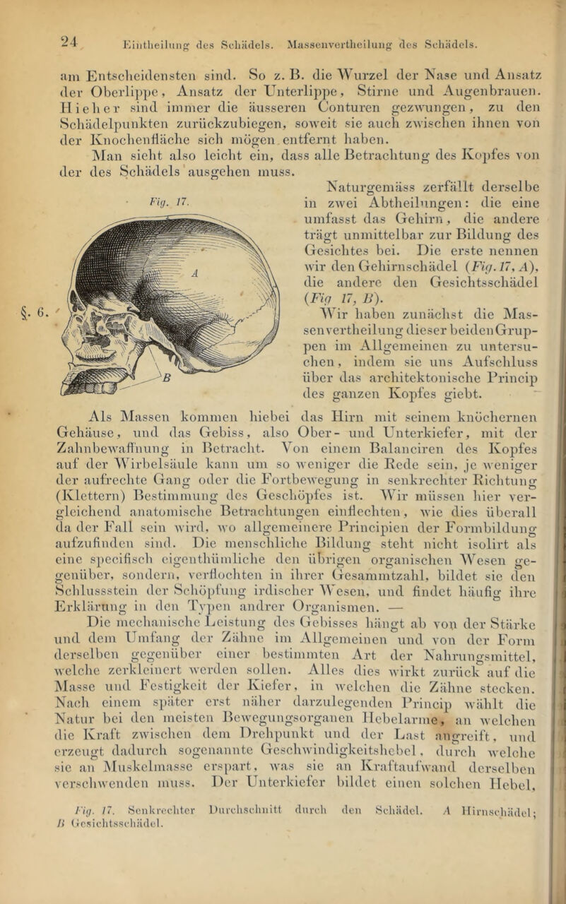 Eiiitheiliin des Schädels. Ma.sseiivertheiluiifi des Schädels. am Entsclicideiisteii sind. So z. B. die Wurzel der Nase und Ansatz der Oberlippe, Ansatz der Unterlippe, Stirne und Augenbrauen. Hieb er sind immer die äusseren Conturen gezwungen, zu den Scliädelpunkten zurückzubiegen, soweit sie auch zwischen ihnen von der Knochenfläche sich mögen entfernt haben. IMan sieht also leicht ein, dass alle Betrachtung des Kopfes von der des Schädels' ausgehen muss. Naturgemäss zerfällt derselbe in zwei Abtheilnngen: die eine umfasst das Gehirn, die andere trägt unmittelbar zur Bildung des Gesichtes bei. Die erste nennen wir den Gehirnschädel {Fig.17, A), die andere den Gesichtsschädel {Fiq 17, B). Wir haben zunächst die Mas- sen vertheilung dieser beiden Grup- pen im Allgemeinen zu untersu- chen , indem sic uns Aufschluss über das architektonische Princip des ganzen Kopfes giebt. Als Massen kommen hiebei das Hirn mit seinem knöchernen Gehäuse, und das Gebiss, also Ober- und Unterkiefer, mit der Zahnbewafl'nung in Betracht. Von einem Balanciren des Kopfes auf der Wirbelsäule kann um so Aveniger die Bede sein, je Aveniger der aufrechte Gang oder die FortbeAvegung in senkrechter Kichtung (Klettern) Bestimmung des Geschöpfes ist. AVir müssen hier ver- gleichend anatomische Betrachtungen einflechten, Avie dies überall da der Fall sein Avird. avo allgemeinere Principien der Formbildung aufzufinden sind. Die menschliche Bildung steht nicht isolirt als eine spccifisch cigenthümliche den übrigen organischen AA’^esen ge- genüber, sondern, verflochten in ihrer Gesammtzahl, bildet sic den Schlussstein der Schöpfung irdischer AVesen, und findet häufig ihre Erklärung in den Tv])en andrer Organismen. — Die mechanische Leistung des Gebisses hängt ab vou der Stärke und dem Umfang der Zähne im Allgemeinen und von der Form derselben gegenüber einer bestimmten Art der Nahrungsmittel, Avelche zerkleinert Averden sollen. Alles dies Avirkt zurück auf die Masse und Festigkeit der Kiefer, in Avelchen die Zähne stecken. Nach einem si)äter erst näher darzulegenden l’rincip Avählt die Natur bei den meisten BcAvcgungsorganen Hebelarme, an Avelchen die Kraft ZAvischen dem Drehpunkt und der Last angreift, und erzeugt dadurch sogenannte Gcsclnvindigkeitshcbel, durch Avelche sie an Muskelmassc ers[)art, Avas sie an Kraftaufwand derselben verscliAvcnden muss. Der FTnterkiefcr bildet einen solchen Hebel, i'hj. 17. .Senkrechter Diirclisclinitt durch den Scliädel. A Hirnschädcl- />’ (Jcisichtsschädel. Fi(j. 17.