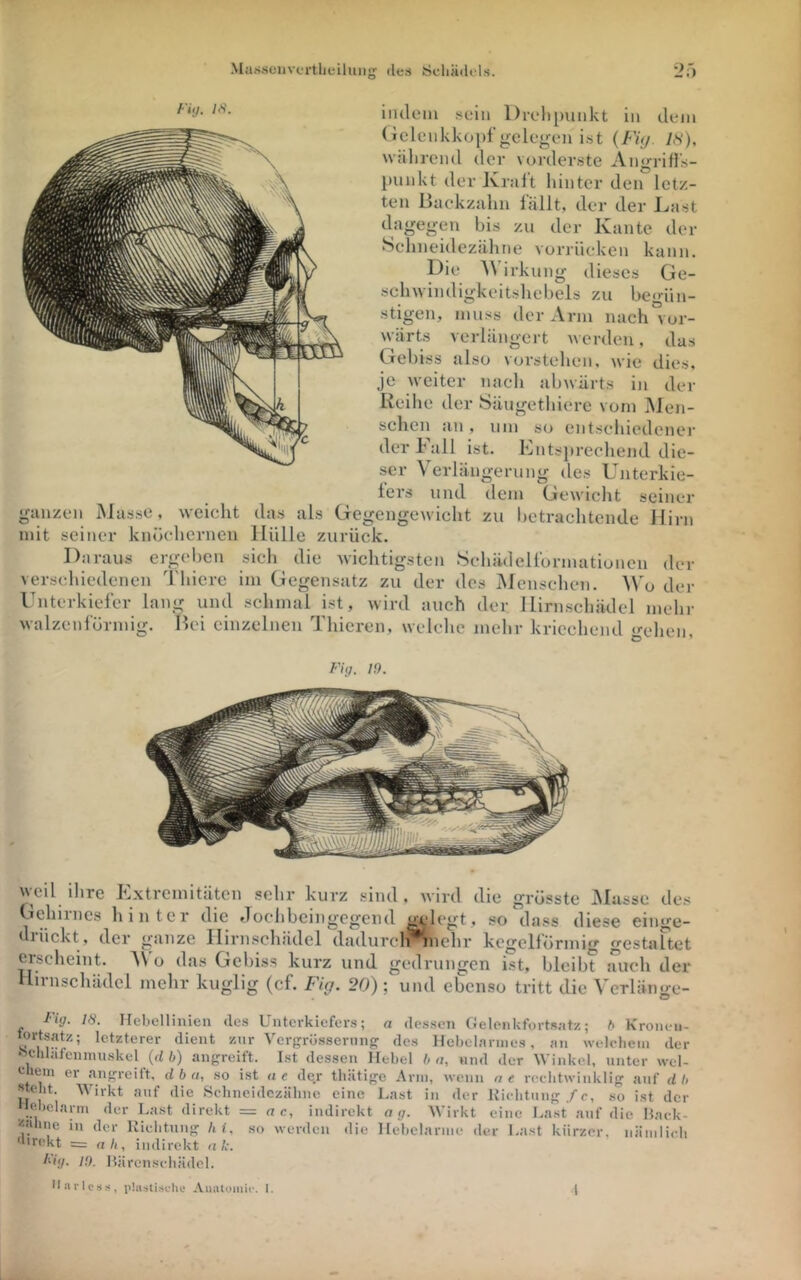 indem .sein l)ivli[)unkt in dem (ielenkkopf gelegen int {Fi<j. IS), während der vorder.ste AngriHk- punkt der Jvralt hinter den letz- ten Backzahn fällt, der der Last dagegen bis zu der Kante der Schneidezähne vorrücken kann. Die AVirkung dieses Ge- sch^^indigkeitshebels zu be<>'ün- stigen, muss der Arm nach vor- wärts verlängert werden, das Gebiss also vorstehen, wie dies, je weiter nach abwärts in der Reihe der Säugethiere vom Men- schen an, um so entscidcdenei’ der Fall ist. Fntsjtrechend die- ser Verlängerung des Unterkie- iers und dem Gewicht seiner ganzen Masse, weicht das als Gegengewicht zu betraclitende Hirn mit seiner knöchernen Hülle zurück. Daraus ergeben sich die wichtigsten Schädellbrmationen der verschiedenen Thierc im Gegensatz zu der des Menschen. AVo der Unterkiefer lang und schmal ist, wird auch der Hirnschädcl mehr walzenförmig. Bei einzelnen Thieren, welche mehr kriechend gehen. Fi(j, 19. grösste jMusse des diese einge- weil ihre Extremitäten sehr kurz sind, wird die Gehirnes hinter die Jochbcingcgeiid ^degt, so dass diückt, der ganze Hirnschädel dadurclKniehr kegelförmig gestaltet erscheint, AN o das Gebiss kurz und gedrungen ist, bleib? s?uch der nnschädel mehr kuglig (cf. Fig. 20); und ebenso tritt die A erlänge- Fig. 18. Hebellinien de.s Unterkiefers; a dessen Gelonkfortsntz; b Kroneu- znr Vergrössernng des Hebclnrnies, an welcbeiii der • c 1 afeninuskel {db) angreitt. Ist dessen Ilebel b n, und der Winkel, unter wel- chem er angreift, d & «, so ist ae der thätige Arm, wenn ne rechtwinklig anf db Steht. Wirkt anf die Sclineidczähne eine Last in der Uichtiing/e, so ist der e. )clarin der Last direkt = n c, indirekt a g. Wirkt eine Last anf die Hack- -'••dine in der Kiclitnng hi, so werden die Hebelarme der Last kürzer, nänilicli ‘•irekt = nh, indirekt nk. Fig. 19. Härenscbädcl. llarlcsH, phisti-suln; .Viiatoiuic. I. (