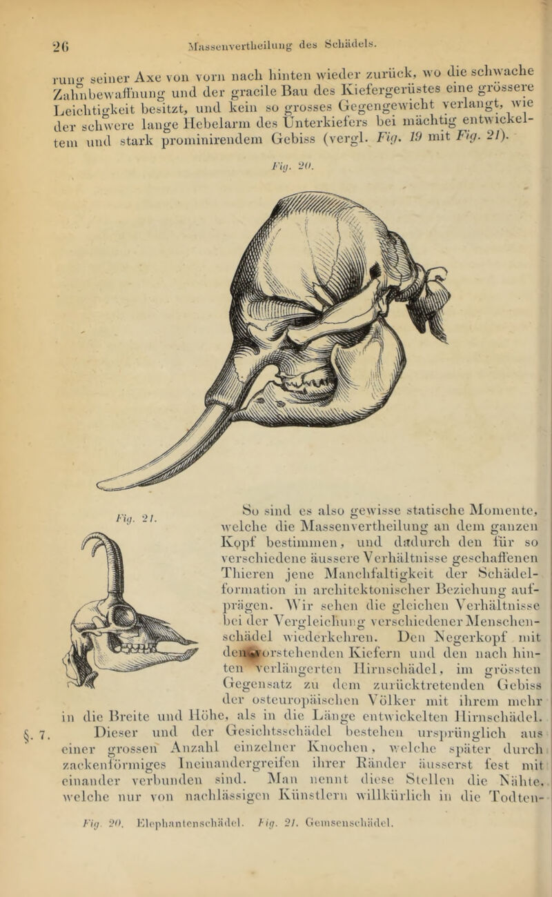 t>(i >rasseuvei-tlieiliiug des Schädels. ruii‘>- seiner Axe von vorn nach hinten wieder zurück, wo die schwache Zalmbewaünung und der gracile Bau des Kiefergerüstes eine grossere Leichtigkeit besitzt, und kein so grosses Gegengewicht verlangt, Avie der schwere lange llebelarin des Unterkiefers bei mächtig entwickel- tem und stark prominirendem Gebiss (vergl. Fig. 19 mit Fig. 21). l'iu. w. l uj. 21. §.7. 8o sind es also gewisse statische Momente, weiche die Masseiivertheiluiig an dem ganzen Kppf bestimmen, und dadurch den für so verscliicdcne äussere Verhältnisse geschaffenen Thicren jene IManchfaltigkcit der Schädel- formation in architektonischer Beziehung auf- prägen. AVir sehen die gleichen Verhältnisse bei der Verj^leichun*'' verschiedener Menschen- Schädel wiederkehren. Den jSegerkopf mit deuii^orstchenden Kiefern und den nach hin- ten Ycrlängerten llirnschädcl, im grössten Gegensatz zu dem zuiücktretenden Gebiss der osteurojiäischen Völker mit ihrem mehr in die Breite und Höhe, als in die Länge entwickelten llirnschädel. Dieser und der Gesichtsschädel bestehen ursj)rünglich aus einer grossen Anzahl einzelner Knochen, v.udehe später durch zackenlönniges Ineinandergreifen ilirer Bänder äusserst fest mit einander verbunden sind. Man nennt diese Stellen die Nähte, welche nur von nachlässigen Künstlern willkürlich in die Todten- F'nj. 2». Ml('|’)li!mton.sc1iäilcl. Hg. 21. Go.iti.?ensfliii(lcl.