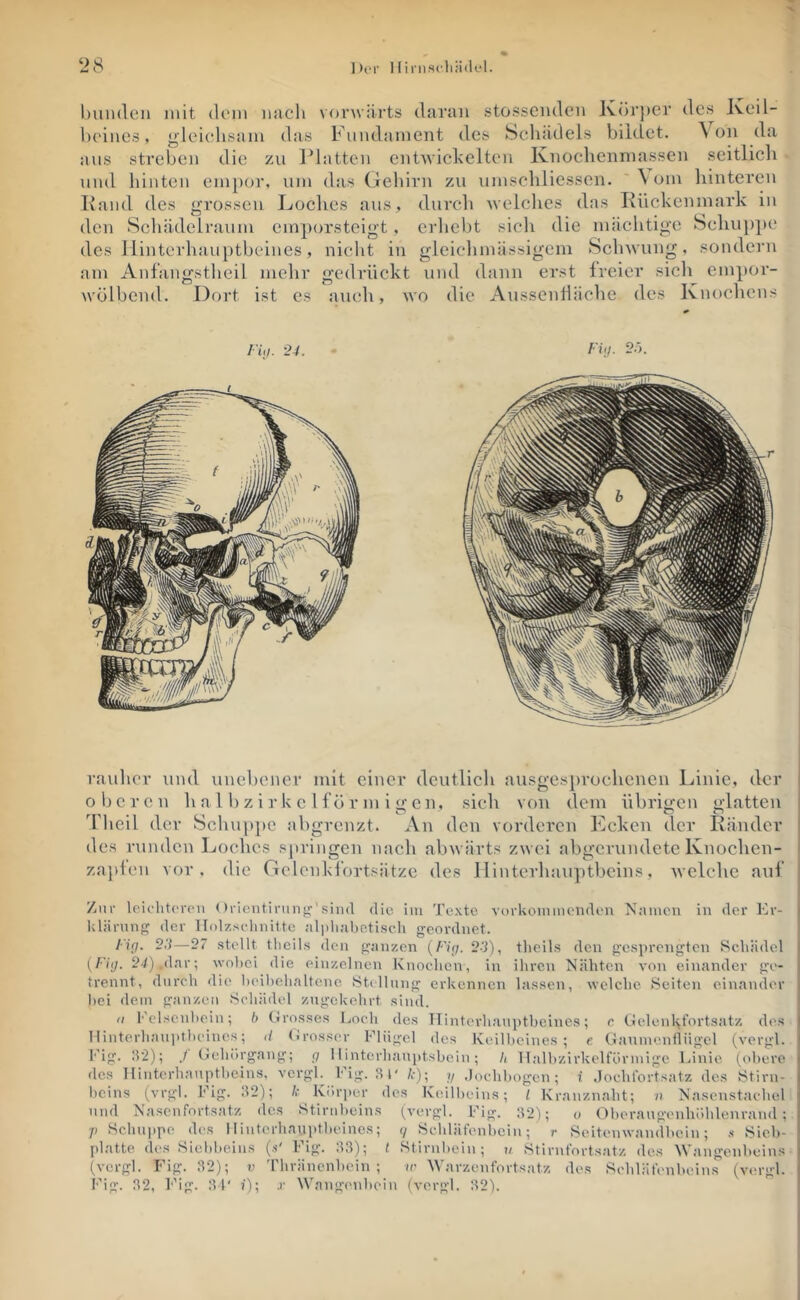 ‘28 Der 1 liniscliiiilel. blinden mit dein nncli vorwärts daran stossenden Körjier des Keil- beines, gleichsam das Fundament des Sclnidels bildet. \ on da ans streben die zu Platten entwickelten Knoclienmassen seitlich lind hinten empor, um das (lehirn zu umschliessen. \ om hinteren Kami des grossen Loches aus, durch welches das Rückenmark in den Schädelranm emporsteigt, erhebt sich die mächtige Schujijie des Hinterhauptbeines, nicht in gleichmässigem Schwung, sondern am Anfangstheil mehr gedrückt und dann erst freier sich empor- wölbend. Dort ist cs auch, wo die Aussenlläche des Knochens rauher und unebener mit einer deutlich ausgesprochenen Linie, der oberen h a 1 b z i r k c 1 f ö r m i g e n, sich von dem übrigen glatten ddieil der Schuppe abgrenzt. An den vorderen Ecken der Ränder des runden Loches springen nach abwärts zwei abgerundete Knochen- zaplcn vor. die Gclenkl’ortsätzc des llinterhauptbeins, welche auf Zur Ipiclitcrcu < Irioiitirnng''siiid die. Im Texte vorkoinmenden Namen in der Kr- kläninp^ der Ilol/.sclinitte aljiliabediseh geordnet. Ficj. —27 stellt tlieils den ganzen (/Vf/. 2-1), tlieils den gesprengten Schädel (/■V;/. 2-/) „dar-, wohei die einzelnen Knochen, in ihren Nähten von einander ge- trennt, durch die heihehalte.ne Stillung erkennen lassen, welche Seiten einander hei dem ganzen Schädel zugekehrt sind. (I Fclscnlieiu; b (Jrosses Loch des Tlinterhaupthcines; c tlelenlp’ortsatz des Ilinterhaniitheines; d (irosser Flügel des Keilbeines; e (lanmeniliigel (vergl. I'ig. d'2); J (jchörgang; i; 11interhauptsbein ; k Halbzirkelfürmige Linie (obere des Tliutm-hauptbeiiis, vergl. Fig. .Sl' y .lochbogen; i .Jocht’ortsatz des Stirn- beins (vrgl. Fig. 112); I: Korjier des Ke.ilbeius; I Kranznaht; n Nasenstachel und Na.senfortsatz des Stirnbeins (vergl. Fig. :i-2); o Oberaugenhühlenrand : /) Schuppe des Hinterhauptbeines; </ Schlätenbein; r Seitenwandbein; .i Siel)- platte des Siebbeius (.<' Fig. :i;i); t Stirnbein; ii Stirnfortsatz des Wangenbeins (vergl. Fig. .12); v 'rhränenbein ; le AVarzenfortsatz des Schläfenbeins (vergl. Fig. 12, h’ig. 1 F ?■); .r Wangenbein (vergl. 12).