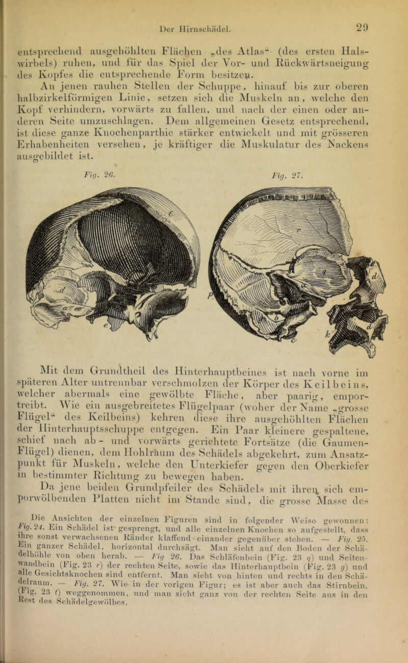 2!) ents})ivclit‘nd iiusgehöhlteu Flüchen y,ileö Atlas (des ersten Hals- wirbels) ruhen, und iür das Spiel der ^^Jr- und Kückwärtsneigung des Kopfes die entsprechende Form besitzeu. An jenen rauhen Stellen der Schuppe, hinauf bis zur oberen halbzirkelförniigen Linie, setzen sich die jMuskeln an, welche den Kopf verhindern, vorwärts zu fallen, und nach der einen oder an- ! deren Seite uinzuschlagen. Dem allgemeinen Gesetz entsprechend. I ist diese ganze Knochenparthie stärker entwickelt und mit grösseren I Erhabenheiten versehen, je kräftiger die Muskulatur des Nackens I ausy-ebildet ist. D O I'i<h -f>. Fi(j. ‘27. i i I i\Iit dem Crrundtheil des Ilinterliauptbcines ist nach vorne im späteren Alter untrennbar verschmolzen der Kör])er des Keilbeins, welcher abermals eine gewölbte Fläche. aLer paarig, empor- treibt. Wie ein ausgebreitetes Flügelpaar (woher der Nbnnc -grosse l’lügeD des Keilbeins) keliren diese ihre ausgehöhlten Flächen der llintcrhauptsschui>pc entgegen. Ein Haar kleinere gespaltene, schiel nach ab - uml vorwärts gerichtete Fortsätze (die Gaumen- k lügel) (lienen, dem Ilohlräum des Schädels abgekehrt, zum Ansatz- punkt lür iMuskeln , welche den Lnterkieler gegen den Gberkiclcr in bestimmter Richtung zu bewegen haben. Da jene beiden (.xrundpfeilcr des Scbädcls mit ilirci^ sich em- porwölbenden riattcn nicht im Stande sind, die «xrossc jMasse des einzelnen Fifrnren sind in folgender Weise gewonnen: 'ig.24. Lin Sclnidel ist'gesprengt, und .vlle einzelnen Knoelien so nnfgestellt, d;iss 1 ne sonst verwaclisenen Länder klaftend einander gegenüber stehen. — I'it/. 2~>. nn ganzer «Scliädel, horizontal dnrclisägt. Man sieht auf den Loden der Schä- ' elhühle von^ oben hcrah. — /'i;/ ‘20. i)as Sehläfenhein (Fig. ‘23 q) und Sciten- andhein (Fig. 23 r) der reehten Seite, sowie das llinterhanpthein (Fig. 23 <;) und 3 le Gesichtsknochen sind cntlernt. Man sieht von hinten und rechts in den Schä- 'elrauin. Fig. 27. M ie in der vorigen Figur; es ist aber aiieh das Stirnbein, weggenoinmcn, und man sicht ganz von der rechten Seite ans in den Ivest des Sehädelgewölbes.
