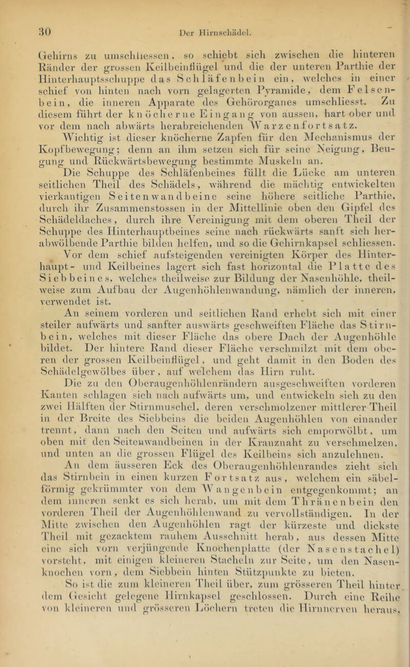 Cieliirn.s zu uiu.sclilie.s.seii, so schiebt sicli zwischen die hinteren Tliinder der <rro.ssen Keilbeinhn<rel und die der unteren Parthie der 1 Iintcrliau[)tsschup|)e das S c h 1 ä f e n Ij e i n ein, welches in einer schief von hinten nach vorn gelagertem IVrainide, dem Felsen- bein, die inneren A])])arate des Gehörorganes uinschliesst. Zu diesem lülirt der knöcherne Einfran<r von aussen, hart ober und O “ vor dem nach abwärts herabreiclienden W ar z e n f o r t s a t z. Wichtig ist dieser knöcherne Za})fen für den iNIeclianismus der KopfbcAvegung; denn an ihm setzen sich für seine Neigung, Beu- «runfr und Kückwärtsbewe^ung bestimmte INIuskeln an. Die Schuppe des Schläfenbeines füllt die Lücke am unteren seitlichen Theil des Scliädels, während die mäclitig entwickelten vierkantigen S e i te n wan d b eine seine höhere seitliche Parthie, durch dir Zusammenstossen in der Mittellinie oben den Gipfel des Schädeldaches, durch ihre Vereinigung mit dem oberen Theil der Schuppe des Hinterhauptbeines seine nach rückwärts sanl’t sicli lier- abwöibende Parthie biltlen lielfen, und so die Gehirnkapsel schliessen. Vor dem schief aufsteigenden vereinigten Körper des Hinter- haupt- und Keilbeines lagert sich fast horizontal die Platte des Siebbein es, Avelches tlieilweise zur Bildung der Nasenliöhle, thcil- weise zum Aufbau der Augenhölilenwandung, nämlich der inneren, verwendet ist. An seinem vorderen und seitlichen Band erhebt sich mit einer steiler aufwärts und sanfter ausAvärts jcescliweiften Fläche das Stirn- o bein, welches mit dieser rläche das obere Dach der Augenhöhle bildet. Der lilntere Rand dieser Fläche verschmilzt mit dem obe- ren der grossen KeilbeinÜügel, und geht damit in den Boden des Schädelgewölbes über, auf Avelchem das Hirn ruht. Die zu den Oberaugenhöhlenrändern ausgeschweiften vorderen Kanten schlagen sieh nach aufwärts um, und entwickeln sich zu den zwei Hüllten der Stirnmuschel, deren verschmolzener mittlerer Theil in der Breite des Siebbeins die beiden Augenhöhlen von einander trennt, dann nach den Seiten xind aufwärts sich cm[)orAvölbt, um oben mit den Seiteuwandbeinen in der Kranznaht zu verschmelzen, und unten an die grossen Flügel des Keilbeins sich anzulehnen. Au dem äusseren Eck des Oberaugenhöhlenrandes zieht sich das Stirnbein in einen kurzen Fortsatz aus, Avelchem ein säbel- förmig gekrümmter von dem an gen bein entgegenkommt; an dem inneren senkt es sich herab, um mit dom Thränenbein den vorderen Theil der Augenhöhlenwand zu vervollständigen, ln der Mitte zwischen den Augenhöhlen ragt der kürzeste und dickste Theil mit gezacktem rauhem Ausschnitt herab, aus dessen Mitte eine sich vorn vei'jüngende Knochenplatte (der N a s e n s t a c h e 1) vorsteht, mit einigen kleineren Stacheln zur Seite, um den Nasen- knochen vorn , dem Siebhein hinten Stützpunkte zu bieten. So ist die zum kleineren Theil über, zum grösseren Theil hinter dem (Jesieht gelegene Hirnkajtscl geschlossen. Durch eine Reihe \ou kleineren und grösseren Löchern treten die llirnnerven hei'aus.