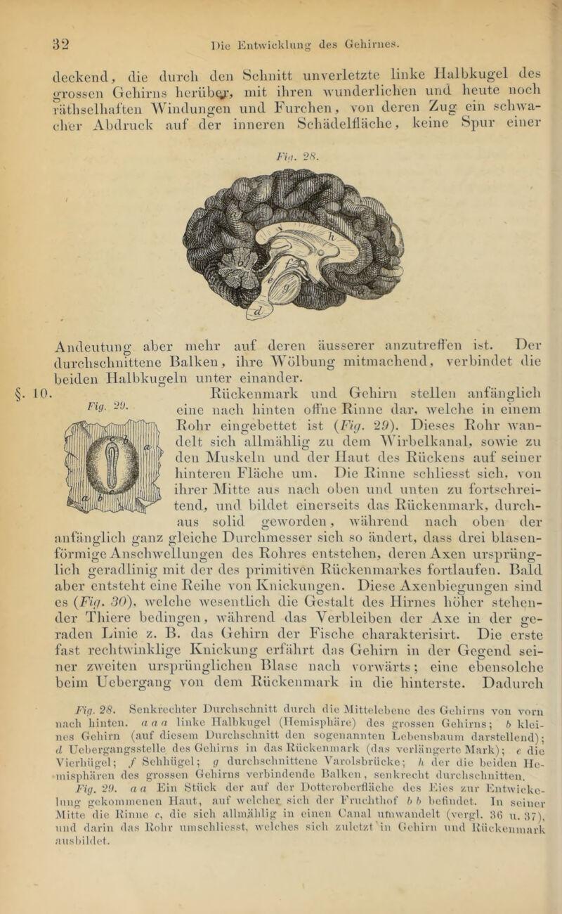 deckend, die durch den Schnitt unverletzte linke Halbkugel dc.s grossen Cleliirns heriibiy, mit iliren Avunderlichen und lieute noch riithsclhaften Windungen und Furchen, von deren Zug ein schwa- cher Abdruck auf der inneren Schädelfläche, keine Spur einer Fh,. Andeutung aber mehr auf deren äusserer anzutred'en ist. Der durchschnittene Balken, ihre Wölbung mitmachend, verbindet die beiden Halbkugeln unter einander. 0. Rückenmark und Gehirn stellen anfänglich eine nach hinten offne Rinne dar. welche in einem Rohr eingebettet ist {Fi<j. 29). Dieses Rohr Avan- dclt sich allmählig zu dem ^Virbelkanal, soAvie zu den Muskeln und der Haut des Rückens auf seiner hinteren Fläche um. Die Rinne schliesst sich, von ihrer IMittc aus nach oben und unten zu fortschrei- tend, und bildet einerseits das Rückenmark, durch- aus solid 2:eAvorden, Avährend nach oben der anfänglich ganz gleiche Durchmesser sich so ändert, dass drei blasen- förmige AnschAvcllungen des Rohres entstehen, deren Axen ursprüng- lich geradlinig mit der des primitiven Rückenmarkes fortlaufen. Bald aber entsteht eine Reihe von Knickuno-cn. Diese Axenbic'^ungen sind es {Fif/. SO). Avclche Avesentlich die Gestalt des Hirnes höher stehen- der Thiere bedingen, Avährend das Verbleiben der Axe in der ge- raden Linie z. B. das Gehirn der Fische charaktcrisirt. Die erste fast rechtAvinklige Knickung erfährt das Gehirn in der Gegend sei- ner zAveiten ursprünglichen Blase nach vorAvärts; eine ebensolche beim Uebergang von dem Rückenmark in die hinterste. Dadurch Fifj. 2(9. Senkrechter ])urclischnitt durch die .Mittelebcnc dc.s Gehirns von vorn nach hinten, aan linke Halbkugel (Hemisidiäre) des grossen Gehirns; b klei- nes Gehirn (auf diesem Durchschnitt den sogenannten Lebcnsbauin darstellend); d Ucbergangsstelle des Gehirns in das Eückenmark (das verlängerte Mark); e die Vierhügel; / Sehhügel; ;; durchschnittene Varolsbrückc; /i der die beiden He- misphären des grossen Gehirns verbindende Balken, senkreebt durcbschnitten. Fhj. 2,9. an Ein Stück der auf der Dottcroberlläche des Eies zur Entwicke- lung gekommenen Haut, auf welcher sich der Eruchthof b b betindet. In seiner Mitte die K’inne c, die sich allmählig in einen Canal ufnwaudelt (vergl. 36 u. 37), und darin das Kehr umscliliesst, welches sich zuletzt'in (Jehirn und Kückenmark ausbildet.