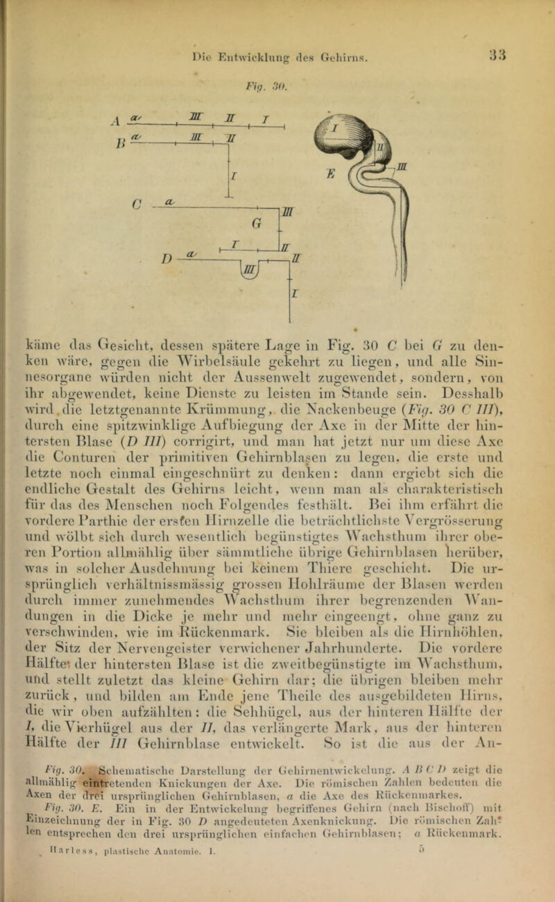 Fig. no. käme das Cresiclit, dessen spätere Lage in Fig. 30 C bei G zu den- ken wäre, gegen die Wirbelsäule gekehrt zu liegen, und alle Sin- nesorgane AYÜrden nicht der Aussenwelt zugewendet, sondern, von ihr abjrewendet, keine Dienste zu leisten im Stande sein. Desshalb wird.die letztgenannte Krümmung, die Nackenbeuge {Fig. 30 C IIJ), durch eine spitzwinklige Aufbiegung der Axc in der JNIitte der hin- tersten Blase {D 111) corrigirt, und man liat jetzt nur um diese Axc die Conturcn der primitiven Gelürnblascn zu legen, die erste und letzte noch einmal eingcschniirt zu denken : dann crjxicbt sich die endliche Gestalt des Gehirns leicht, wenn man als cliaraktcristiscli für das des jMcnschen noch FoKendes fcsthält. Bei ihm erfährt die vordere Barthie der ersfen Hirnzelle die beträchtlichste \ ergrösscrung und wölbt sich durch wesentlich begünstigtes Wachsthum ihrer obe- ren Portion allnüihlio; über sämmtlichc übrige Gchirnblasen herüber, was in solcher Ausdehnnng bei keinem Thicre geschieht. Die ur- sprünglich verhältnissmässig grossen llohlräumc der Blasen werden durch immer zunehmendes ^^achsthum ihrer begrenzenden AVan- dungen in die Dicke je mehr und mehr eingeengt, ohne ganz zu verschwinden, wie im Kückenmark. Sie bleiben als die Ilirnliöhlen, der Sitz der Nervengeister vcrwichener Jahrhunderte. Die vordere Hälfte: der hintersten Blase ist die zweitbegünstigte im Wachsthum, und stellt zuletzt das kleine Gehirn dar; die übrigen bleiben mehr zurück, und bilden am Ende jene Theile des ausgcbildeten Hirns, die wir oben aufzählten : die Schhügcl, aus der hinteren Hälfte der h die Vierhügel aus der 77, das verlängerte IMark, aus der hinteren Hallte der 77/ Gehirnblasc entwickelt. So ist die aus der An- Fig. 30. fcjcheniatische Darstellung der Geliirnentwickclung. .1 /i (' I> zeigt die allmählig' eintrotcndeii Knickungen der Axc. Die röinisclicn Zahlen bedeuten die Axen der drei ursprünglichen Gehirnblasen, a die A.xe des Kückcniuarkes. Fig. ‘30. E. Ein in der Entwickelung begritfencs Gehirn (nach Hischoft’) mit Einzeichnung der in Fig. 30 D angedeuteten Axenknickung. iJie römischen Zah? Ivn entsprechen den drei ursprünglichen einfachen Gehirnblasen; a Rückenmark. llarles.s, pUistischo Aiiatoniie. 1.